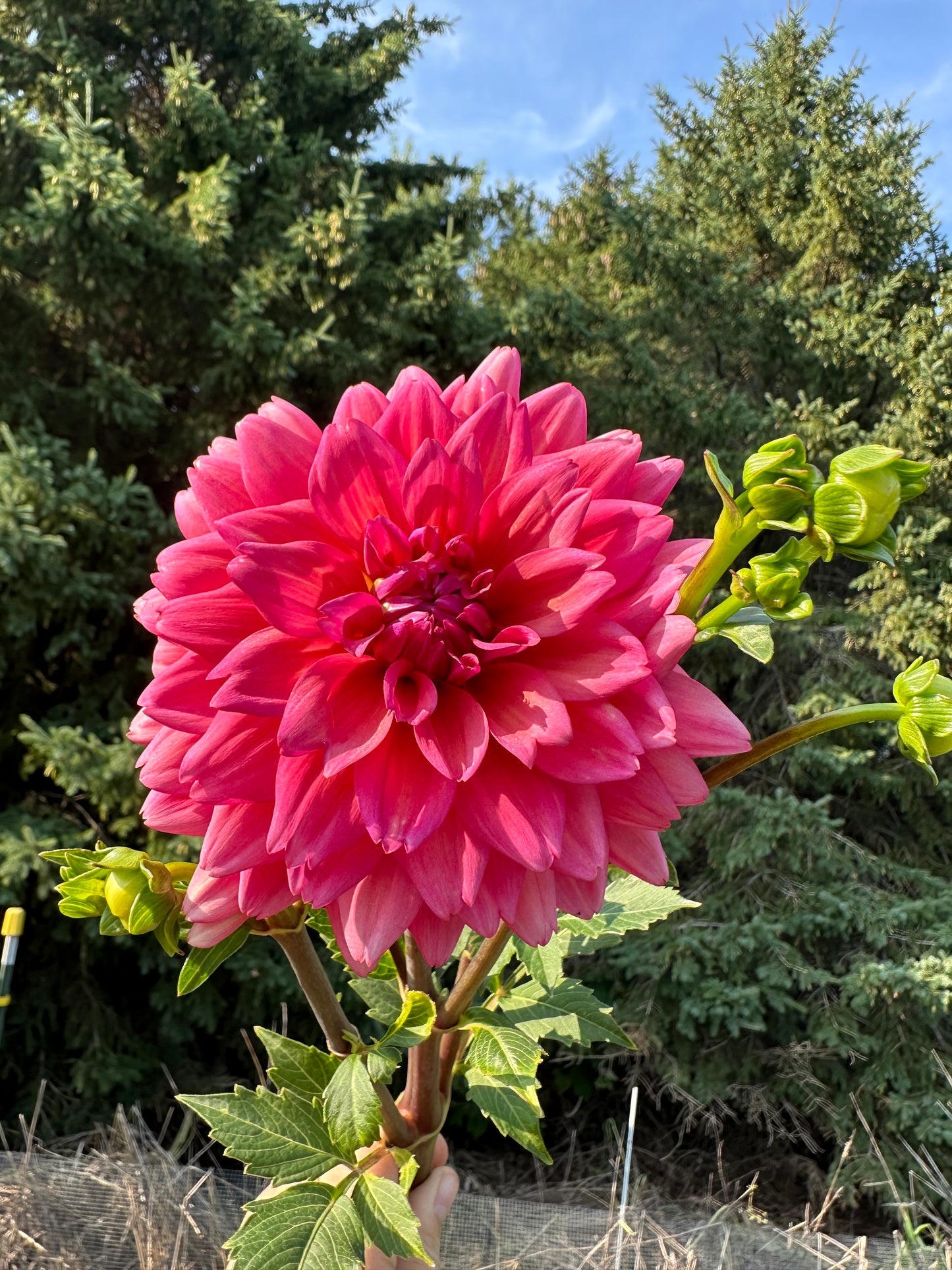 Great Silence Dahlia Tuber