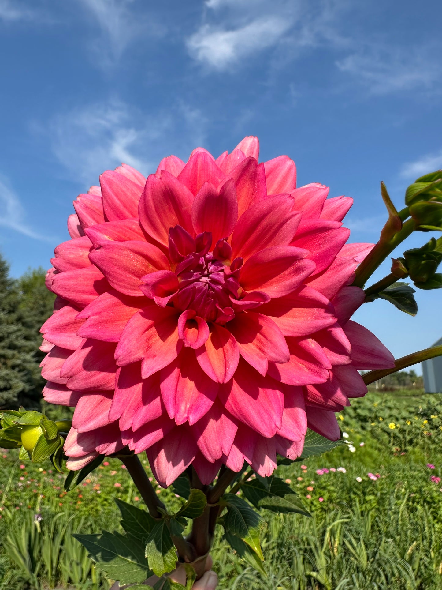 Great Silence Dahlia Tuber