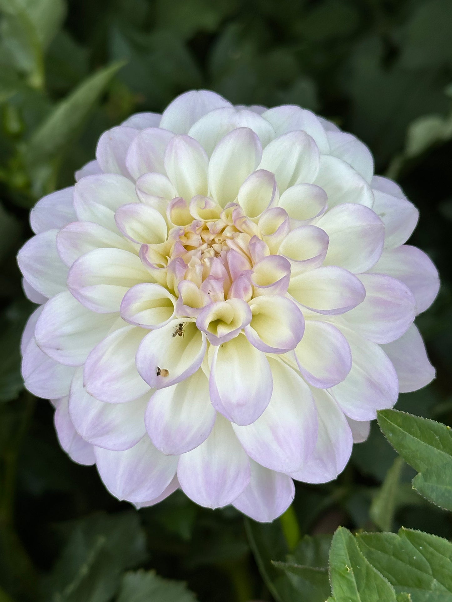 Midnight Moon Dahlia Tuber