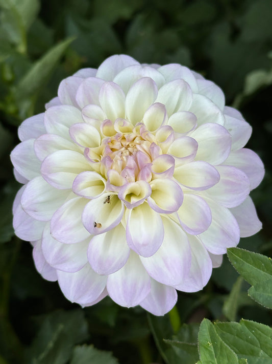 Midnight Moon Dahlia Tuber
