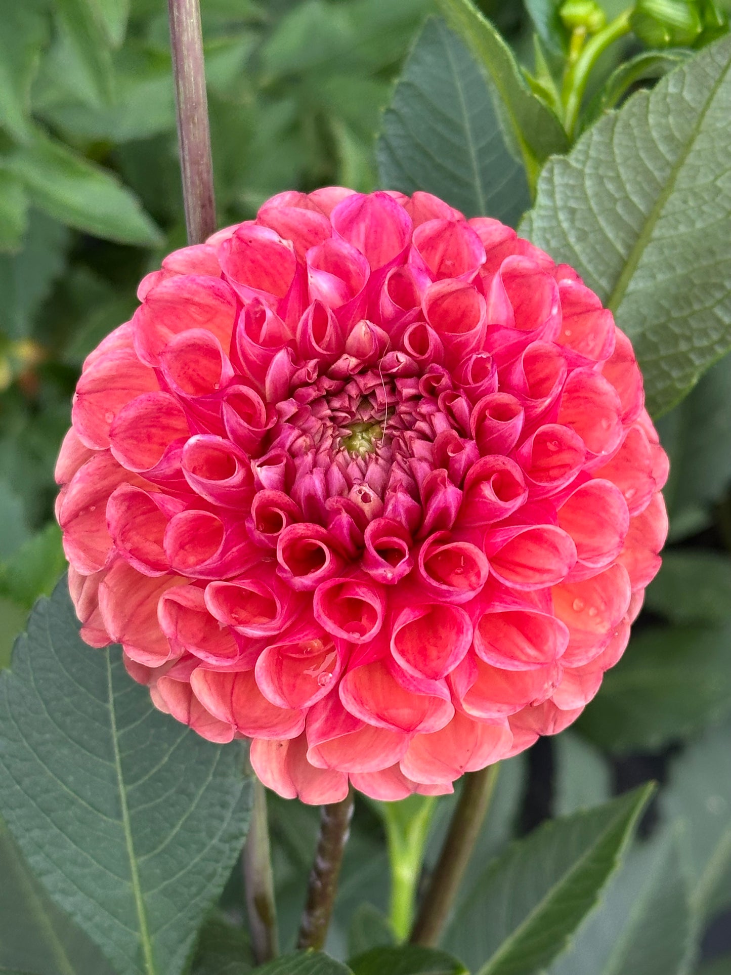 Burfoot Pasta Dahlia Tuber