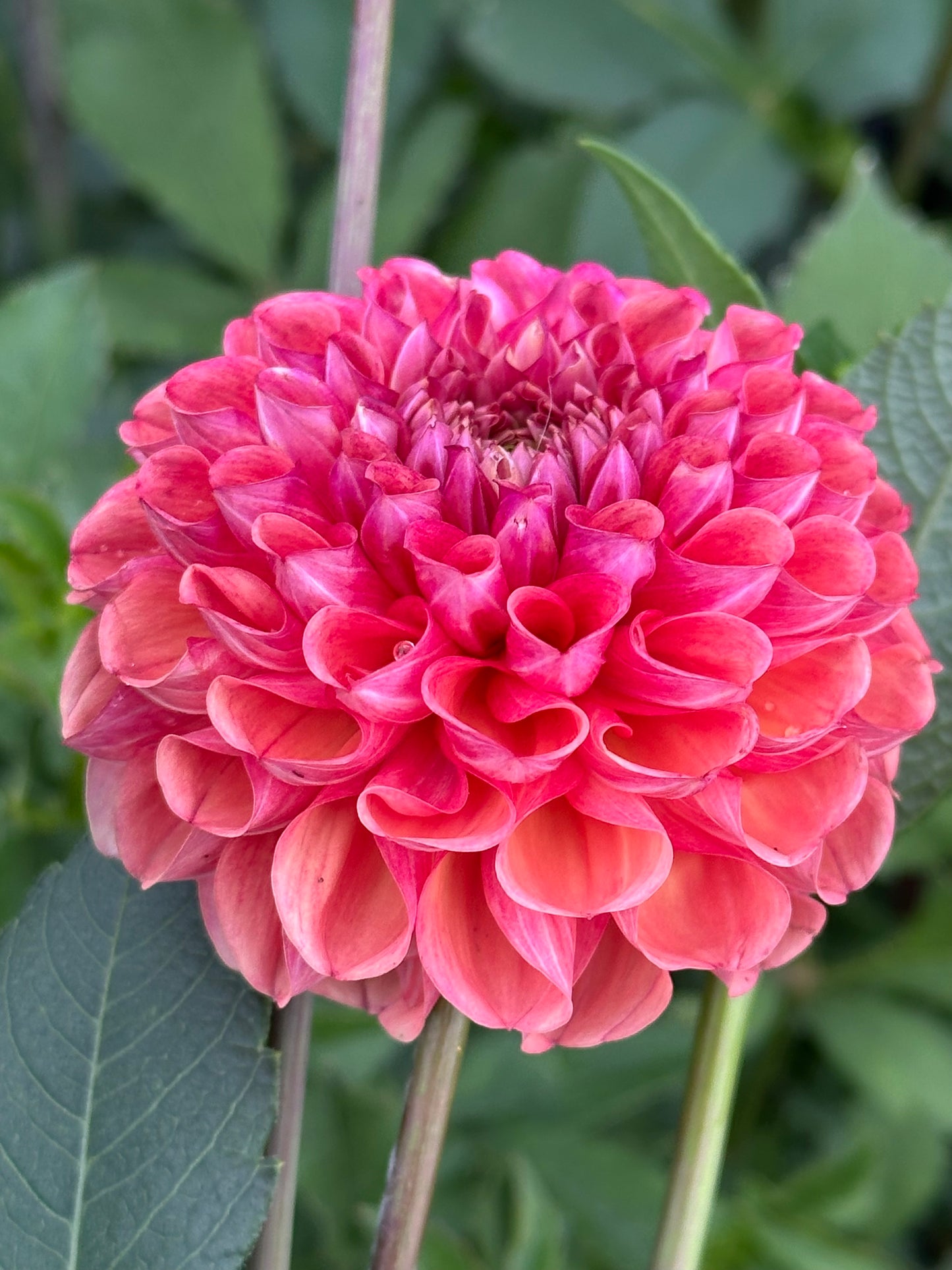 Burfoot Pasta Dahlia Tuber