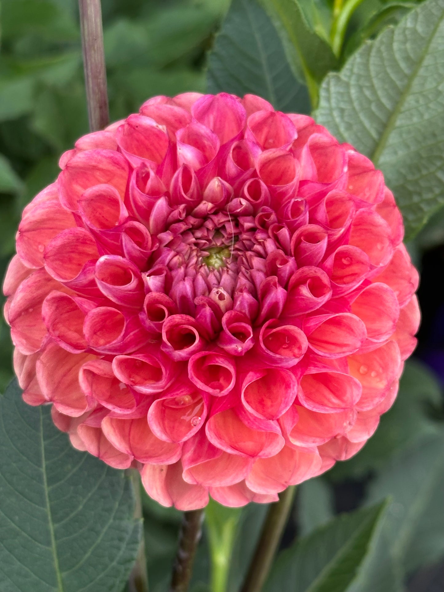 Burfoot Pasta Dahlia Tuber