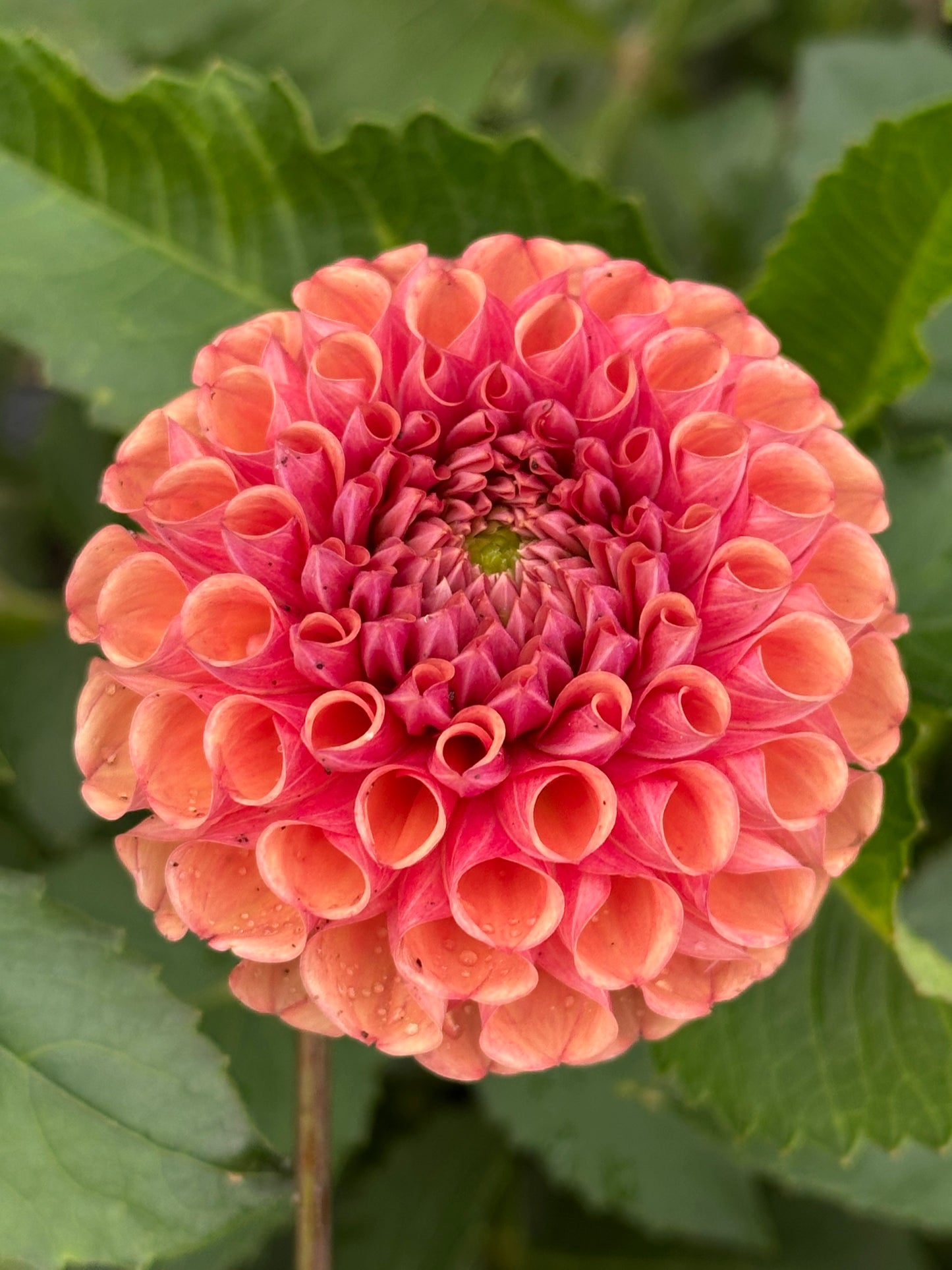 Burfoot Pasta Dahlia Tuber