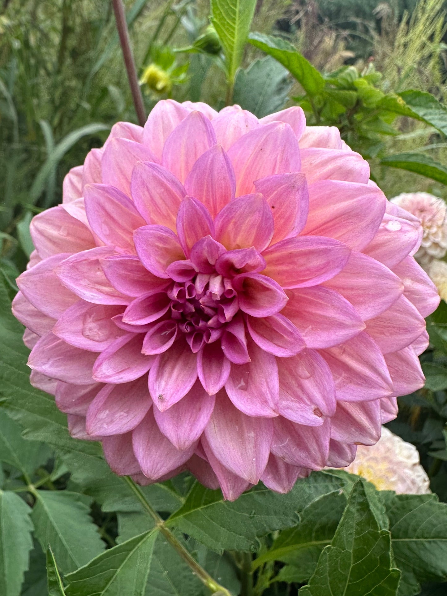 Levi's Bubblegum Dahlia Tuber
