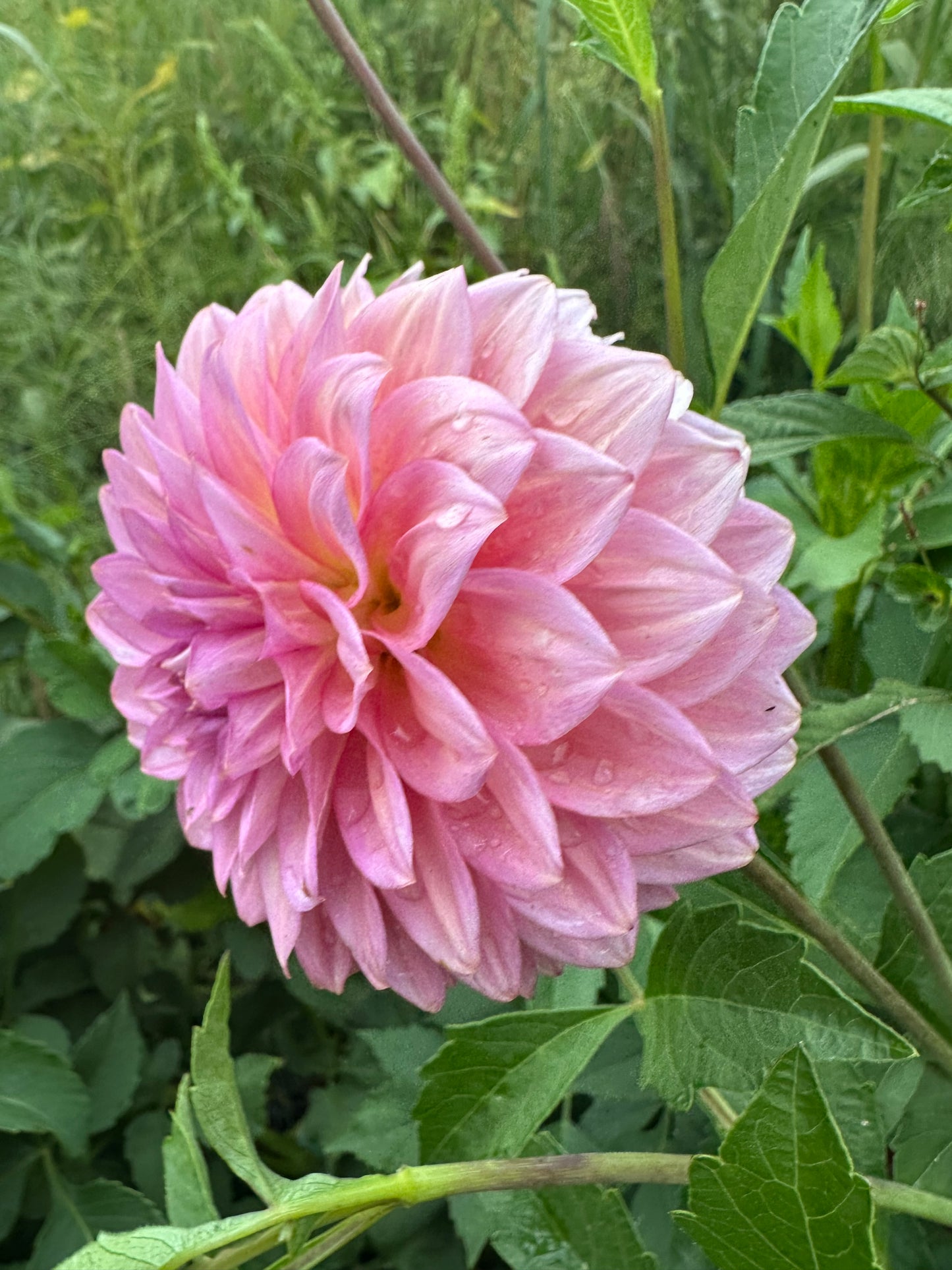 Levi's Bubblegum Dahlia Tuber