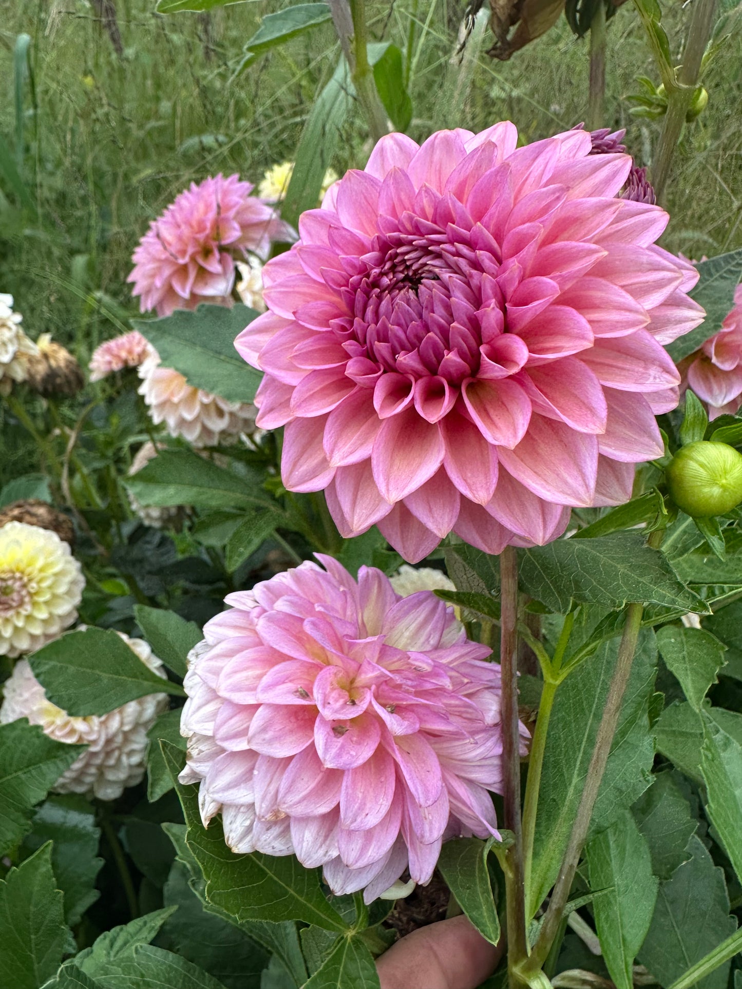 Levi's Bubblegum Dahlia Tuber