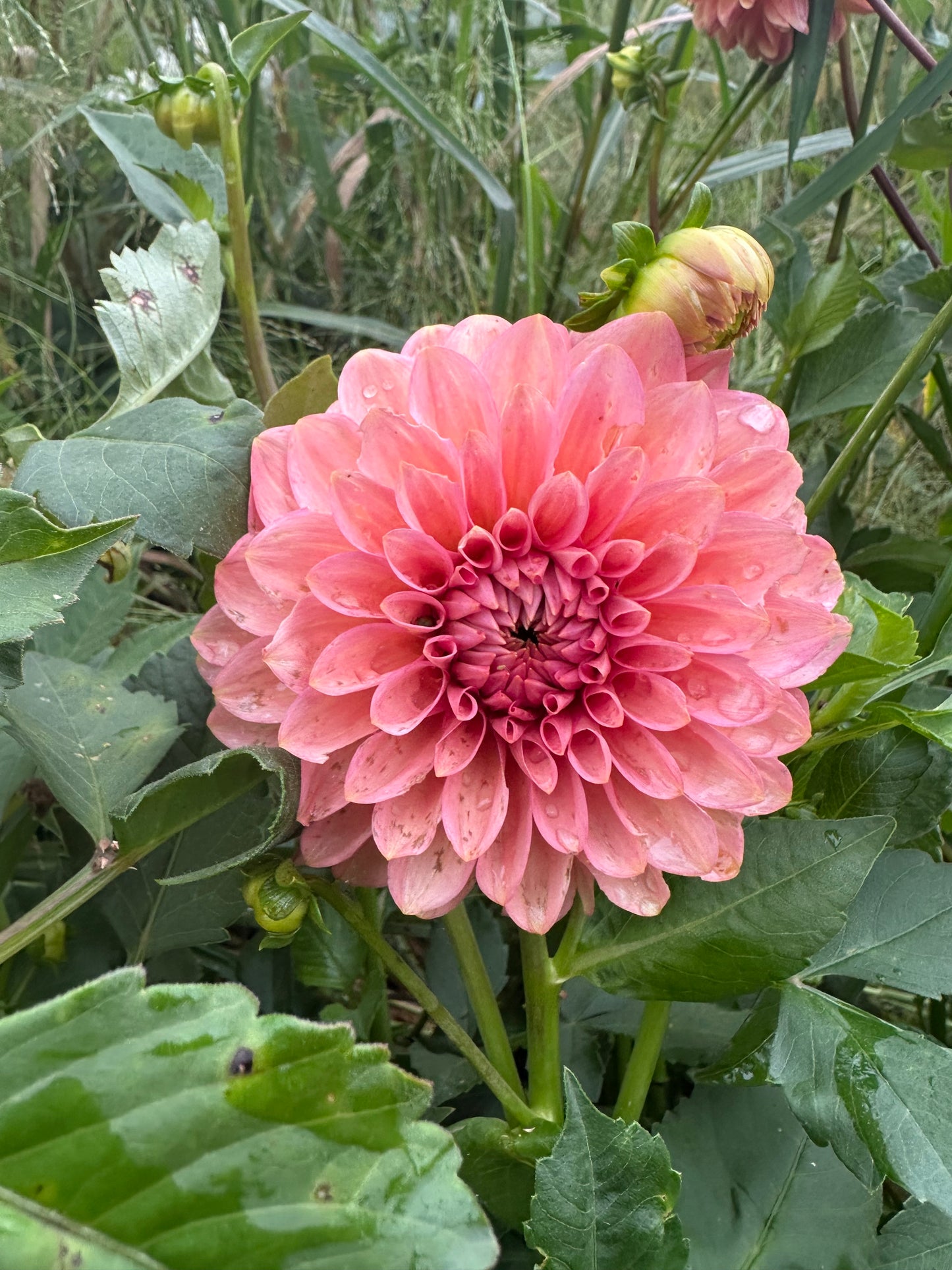 20th Ave Pink Cloud Dahlia Tuber