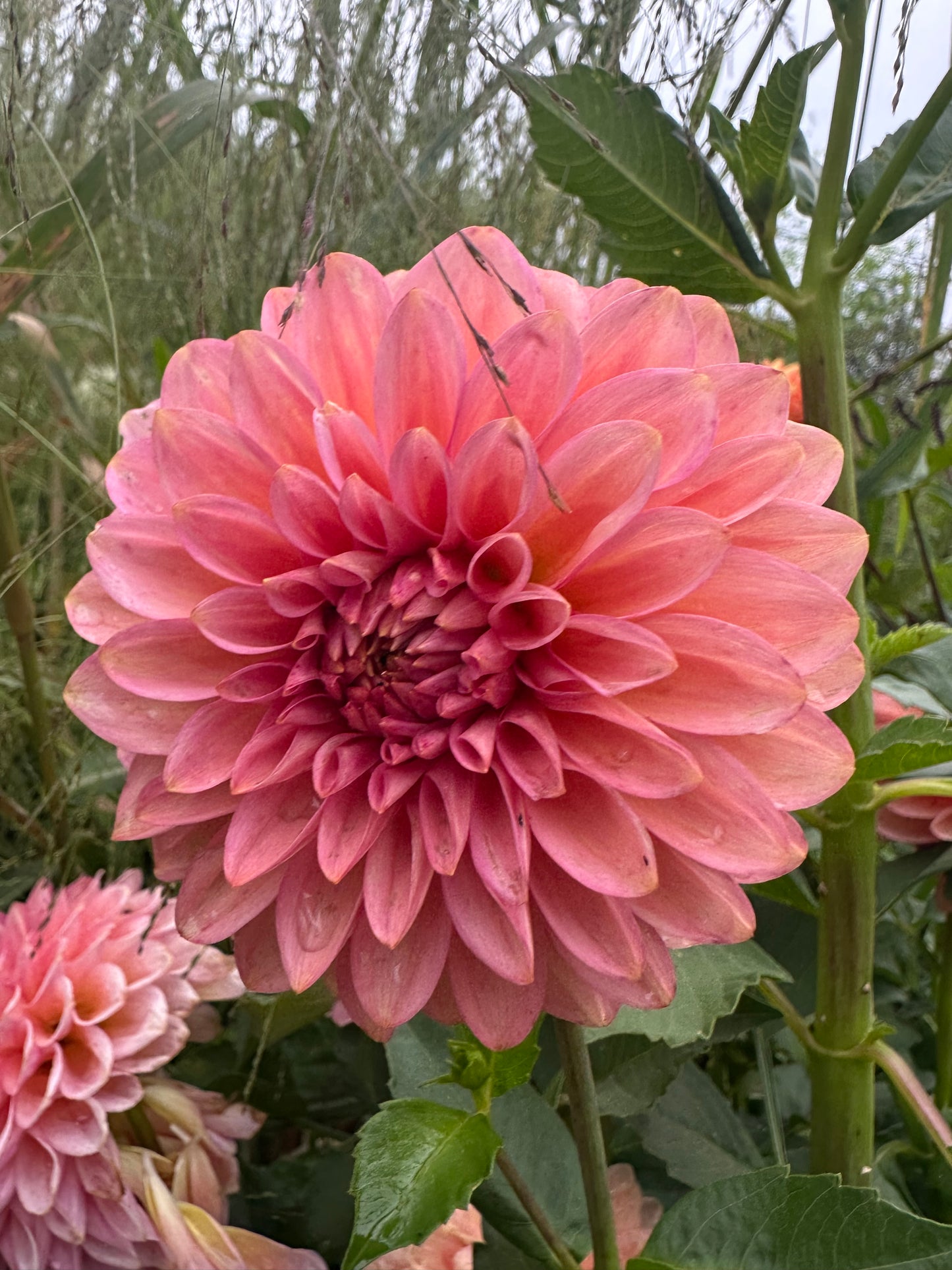 20th Ave Pink Cloud Dahlia Tuber