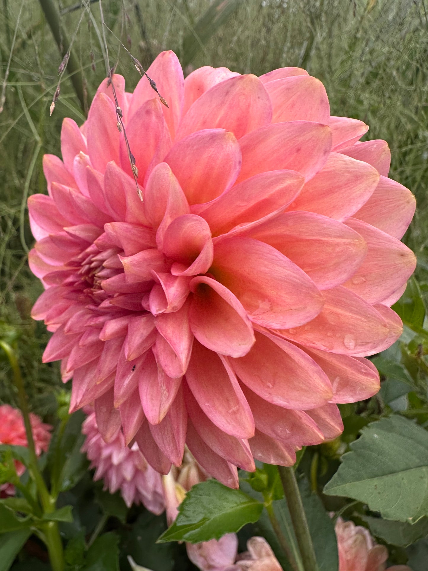 20th Ave Pink Cloud Dahlia Tuber