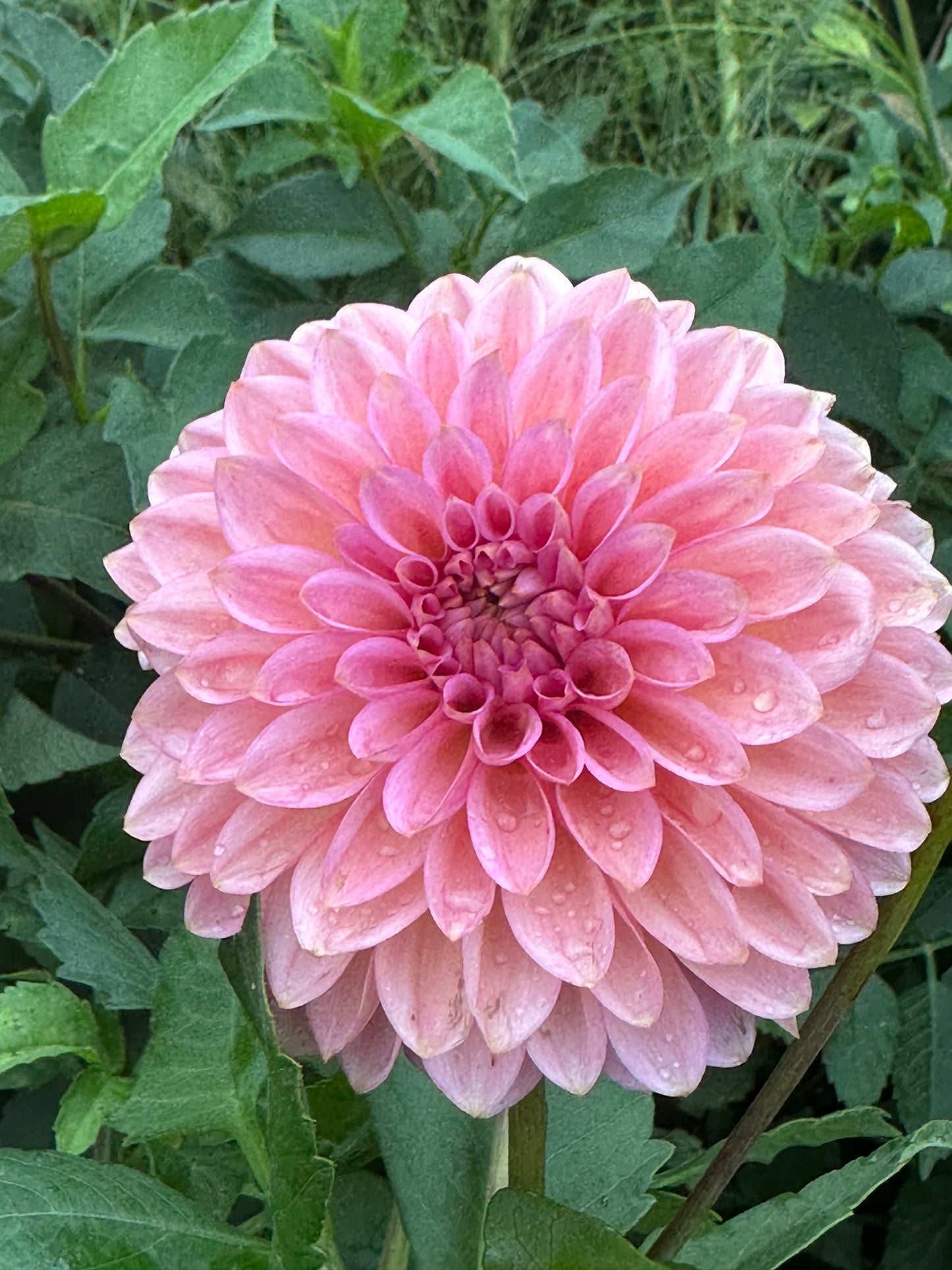 20th Ave Pink Cloud Dahlia Tuber