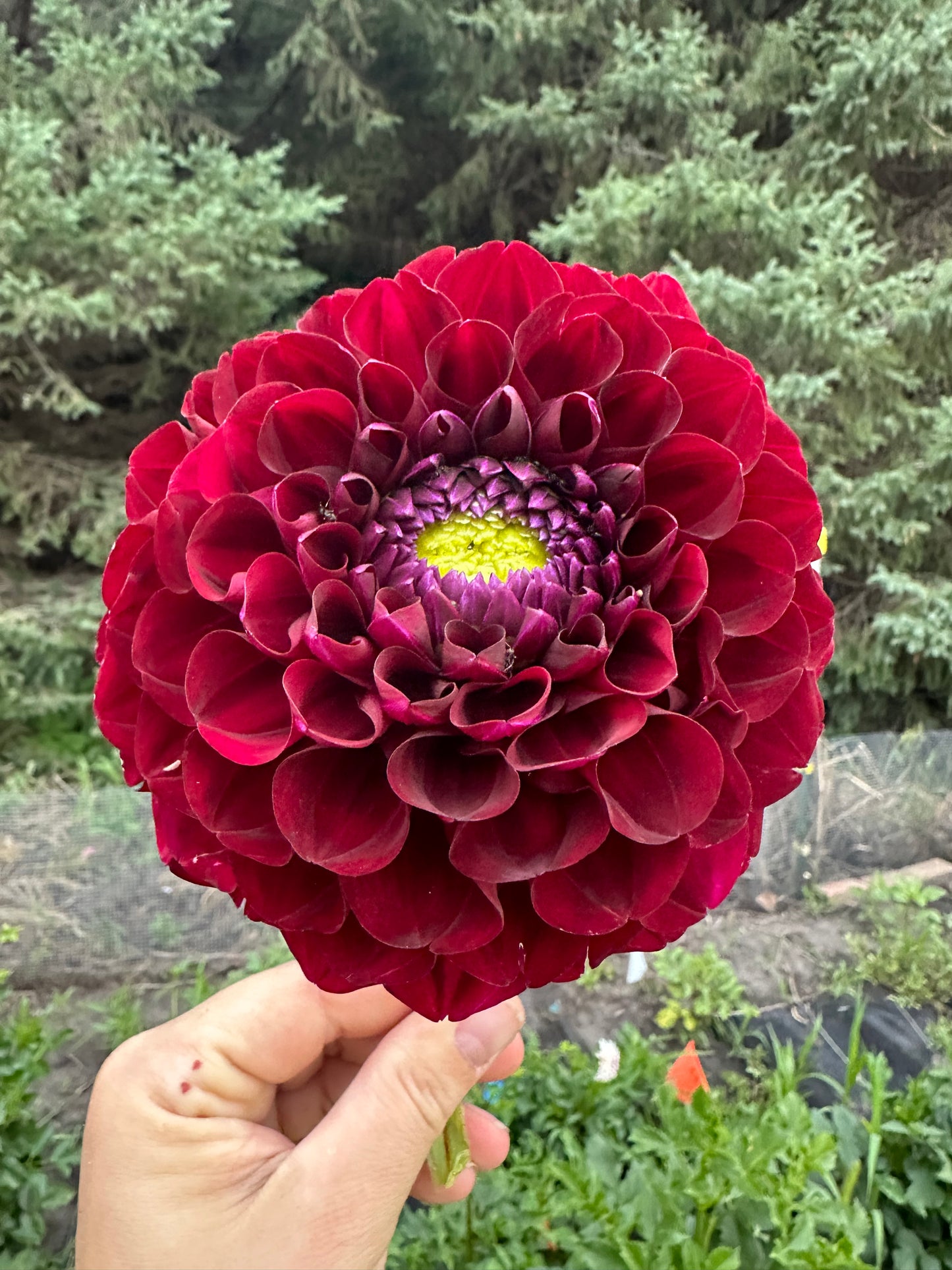 WB MC Dahlia Tuber