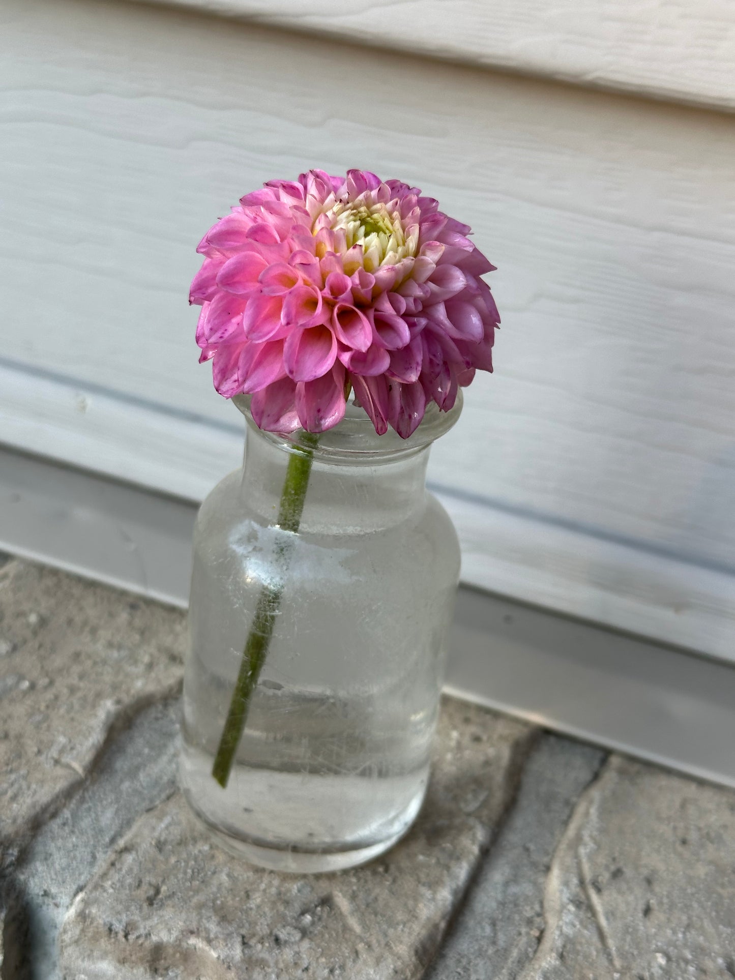 Maaike Dahlia Tuber