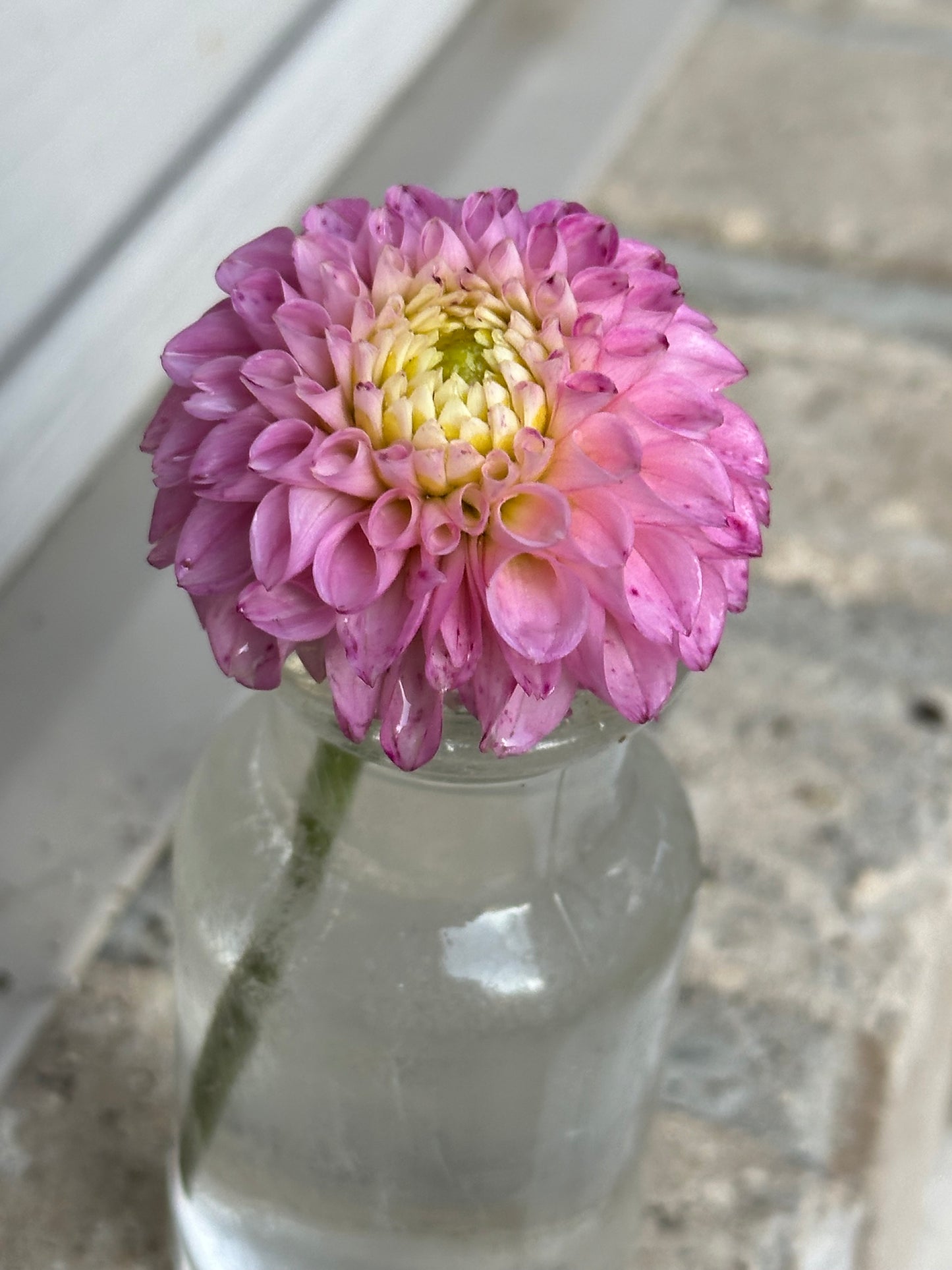 Maaike Dahlia Tuber