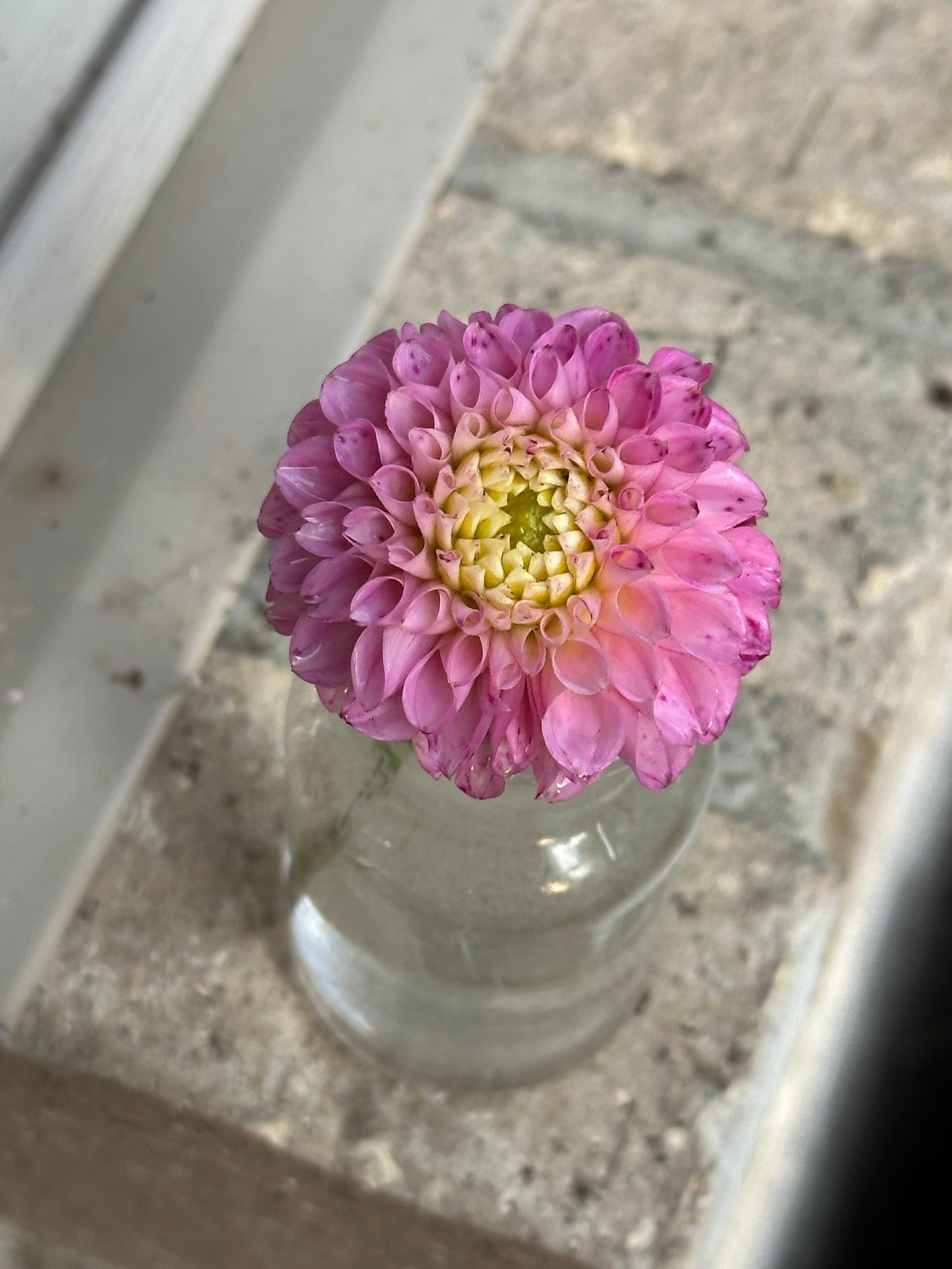 Maaike Dahlia Tuber