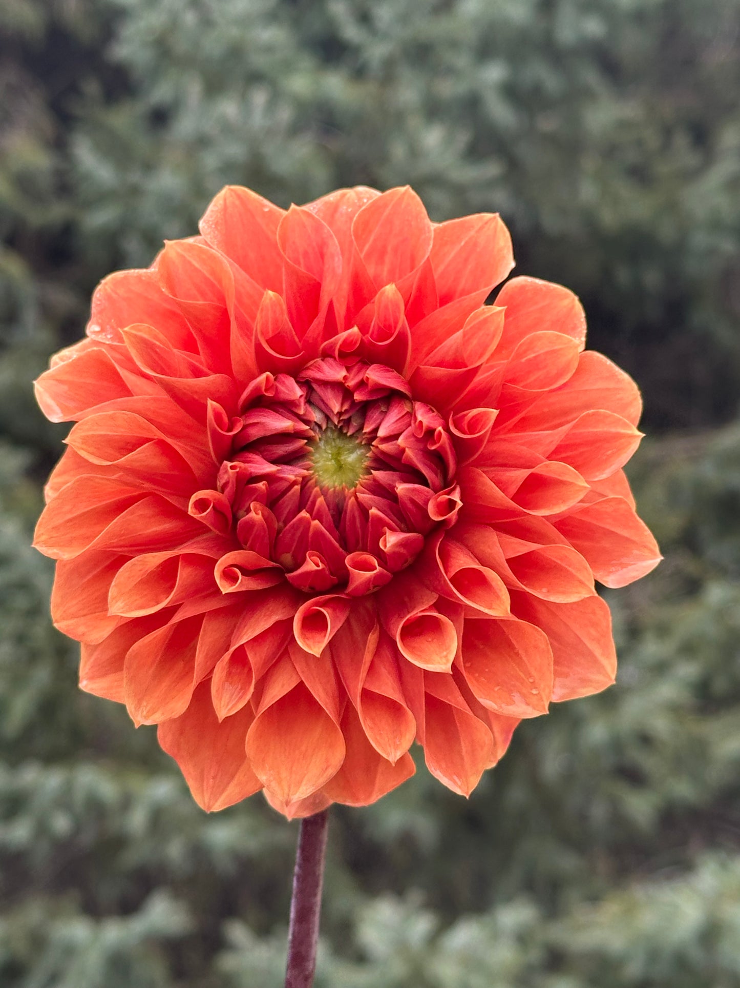 Hy Patti Dahlia Tuber