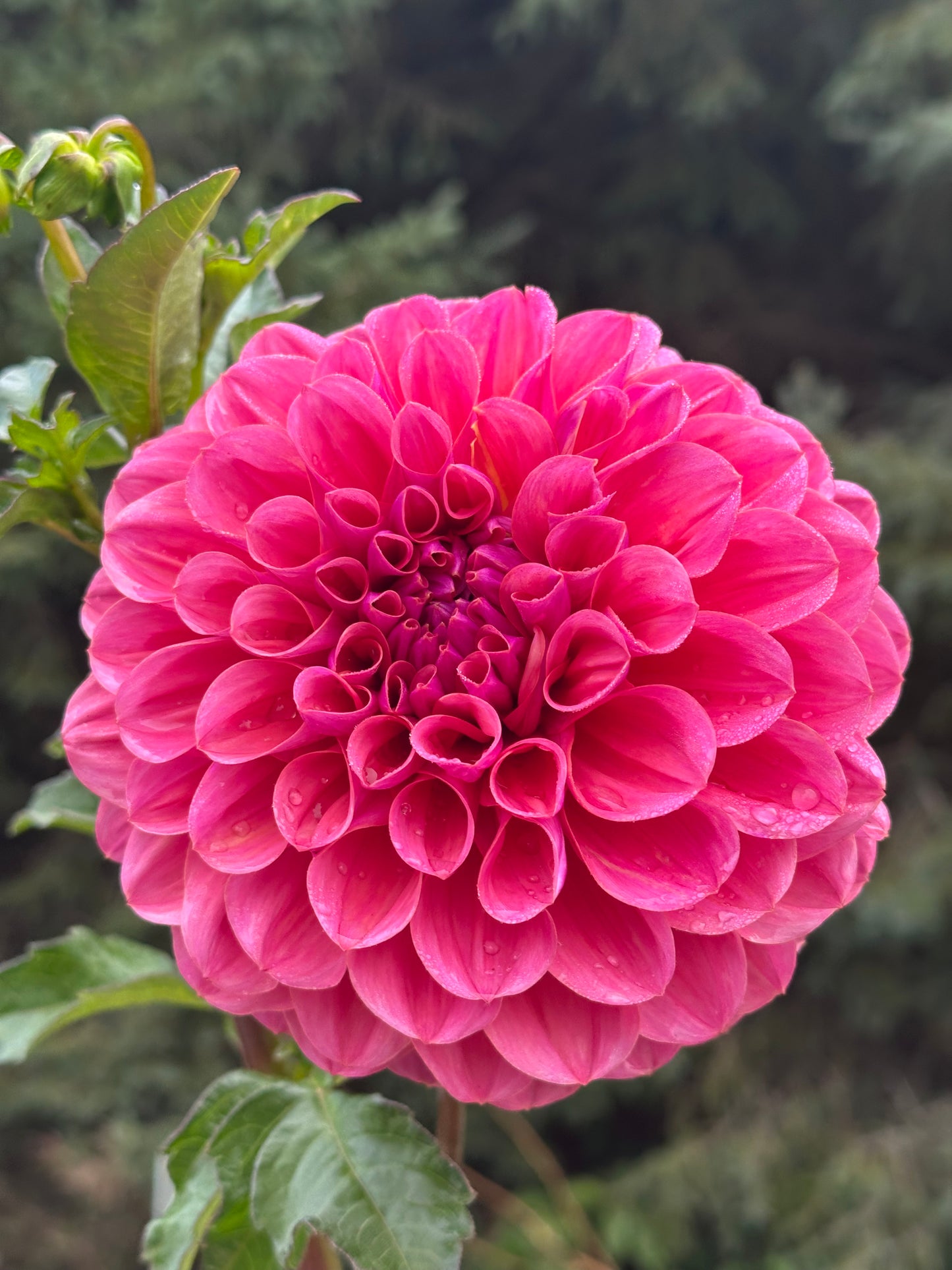 GC Pink Lemonade Dahlia Tuber
