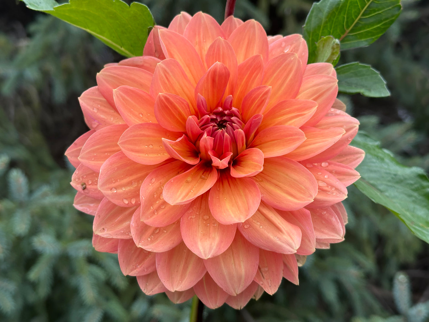 Nicholas Dahlia Tuber