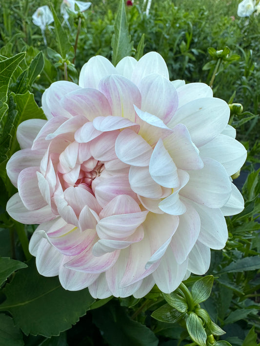 Kelgai Ann Dahlia Tuber
