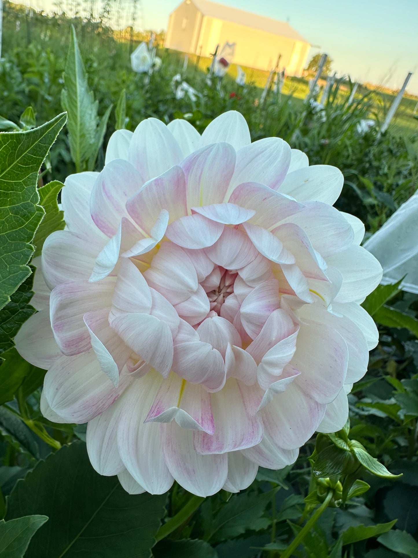 Kelgai Ann Dahlia Tuber
