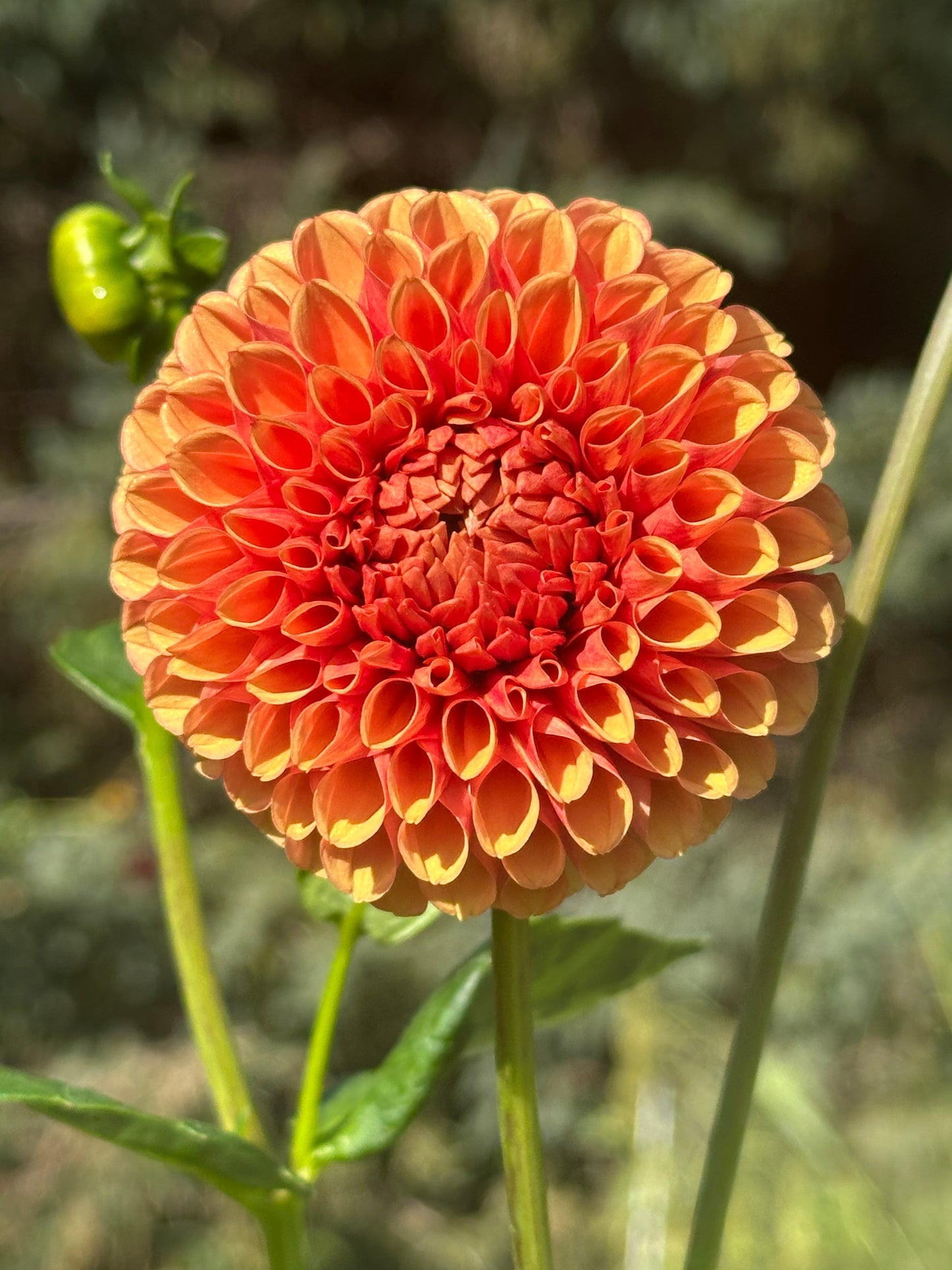 Hy Suntan Dahlia Tuber