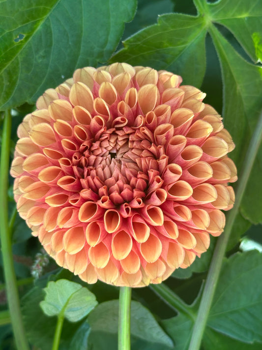 Hy Suntan Dahlia Tuber