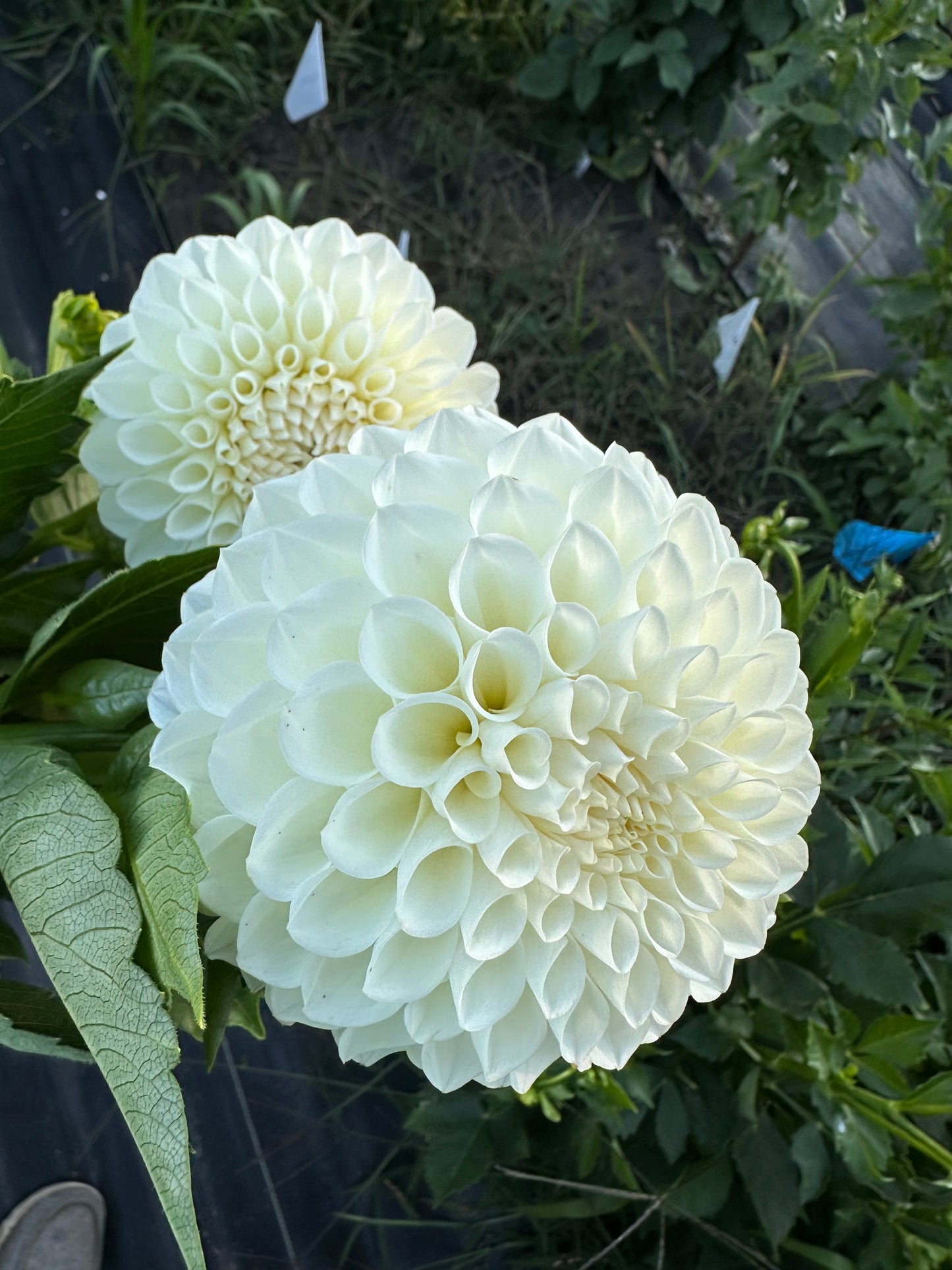 Brookside Snowball Dahlia Tuber