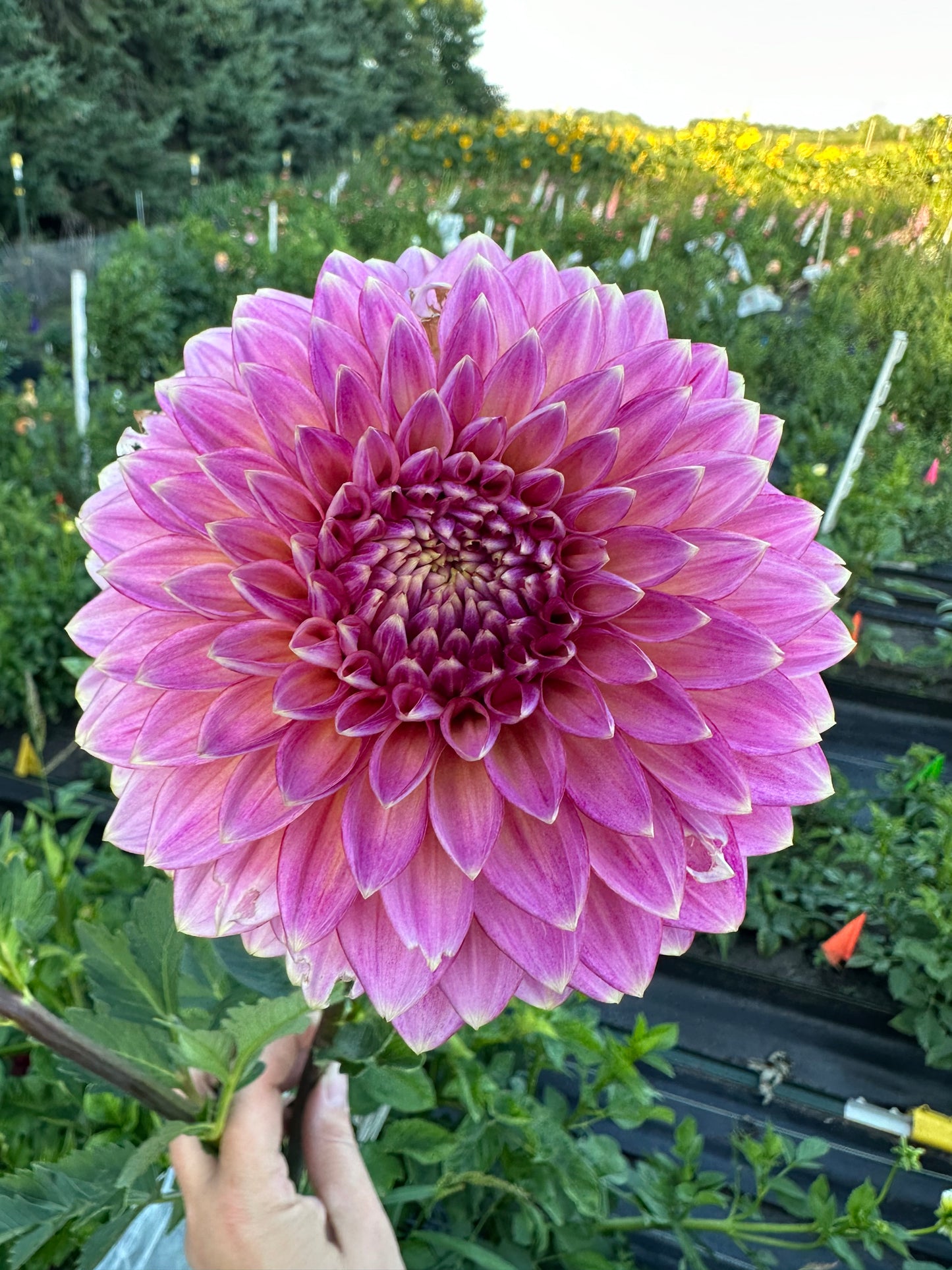 Bloomquist Mojo Dahlia