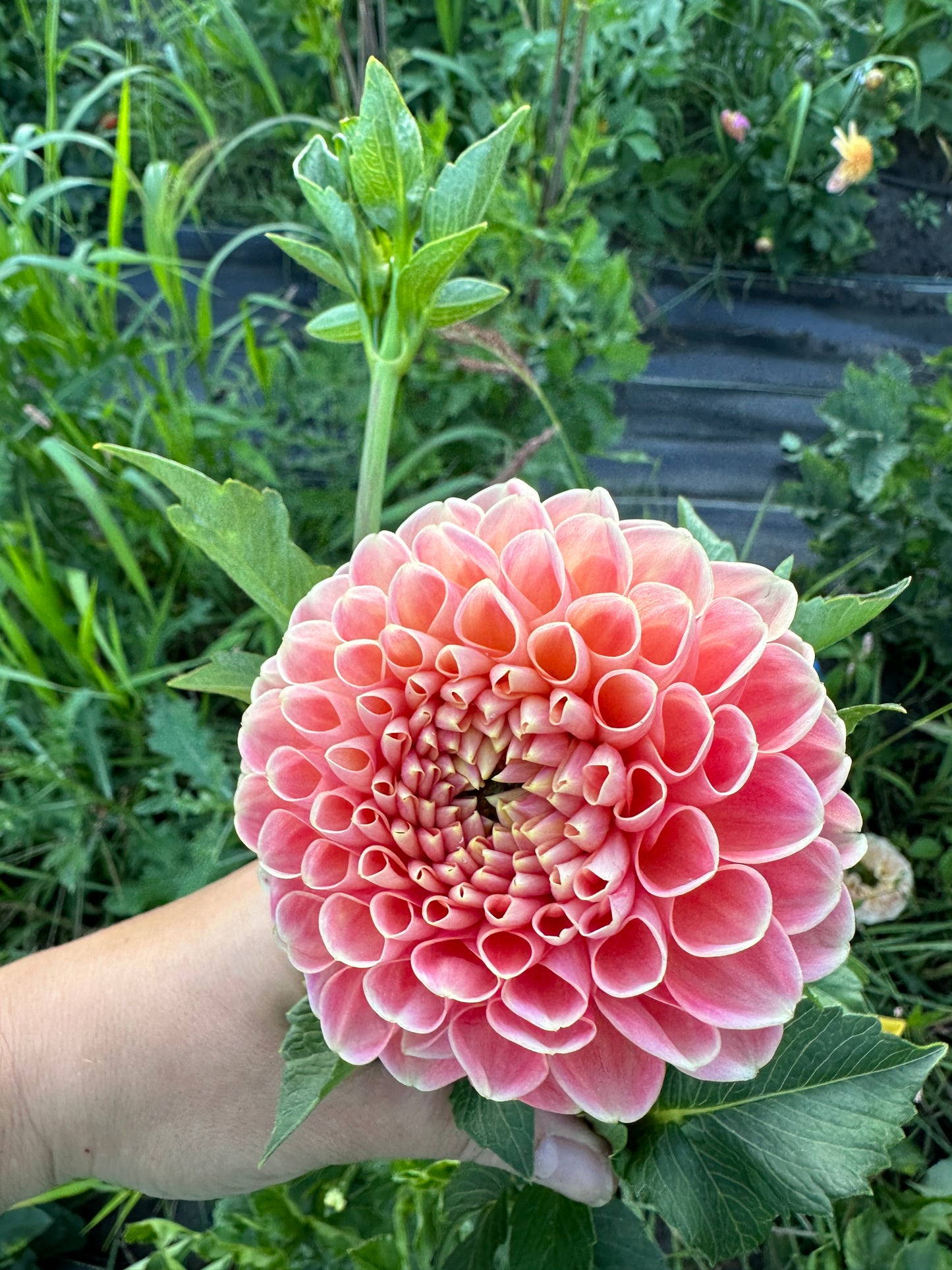 Crichton Honey Dahlia Tuber
