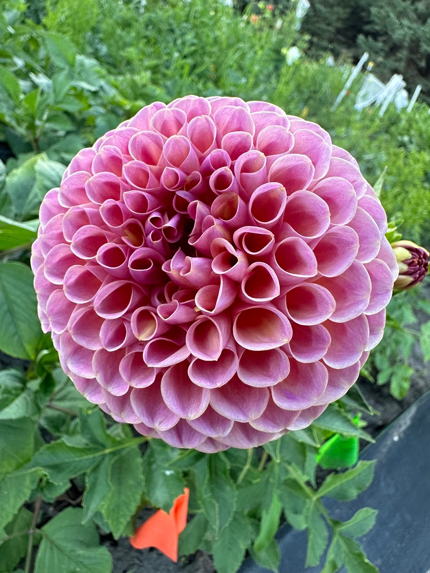 Jowey Winnie Dahlia Tuber