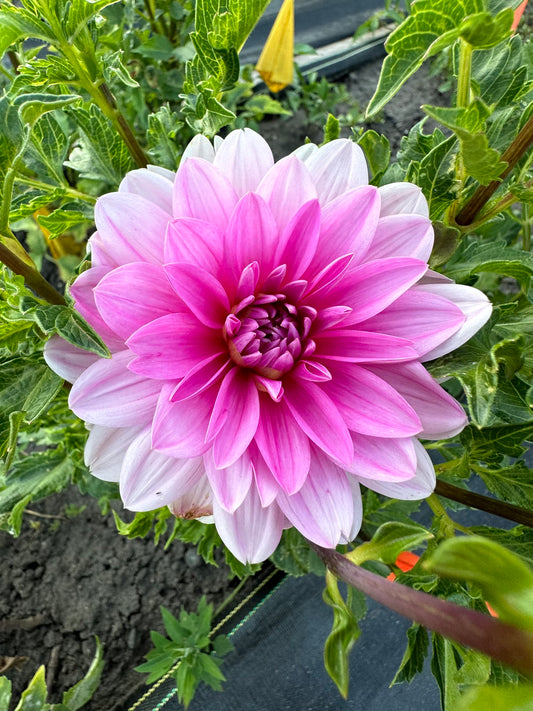 Onesta Dahlia Tuber