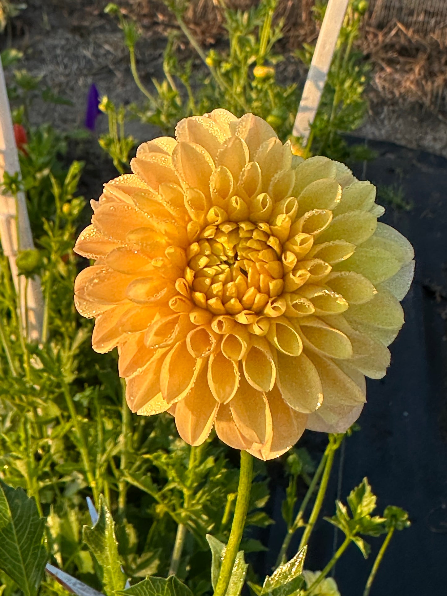Ferncliff Sunstruck Dahlia Tuber