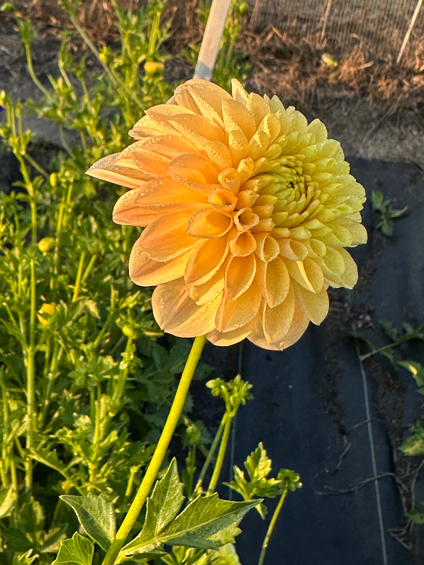 Ferncliff Sunstruck Dahlia Tuber