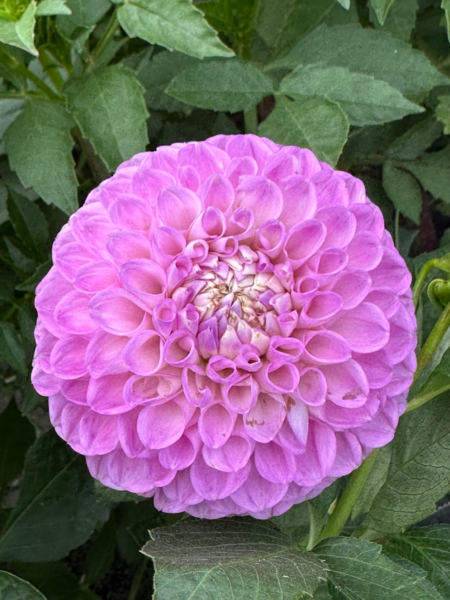 20th Ave Old Major Dahlia Tuber