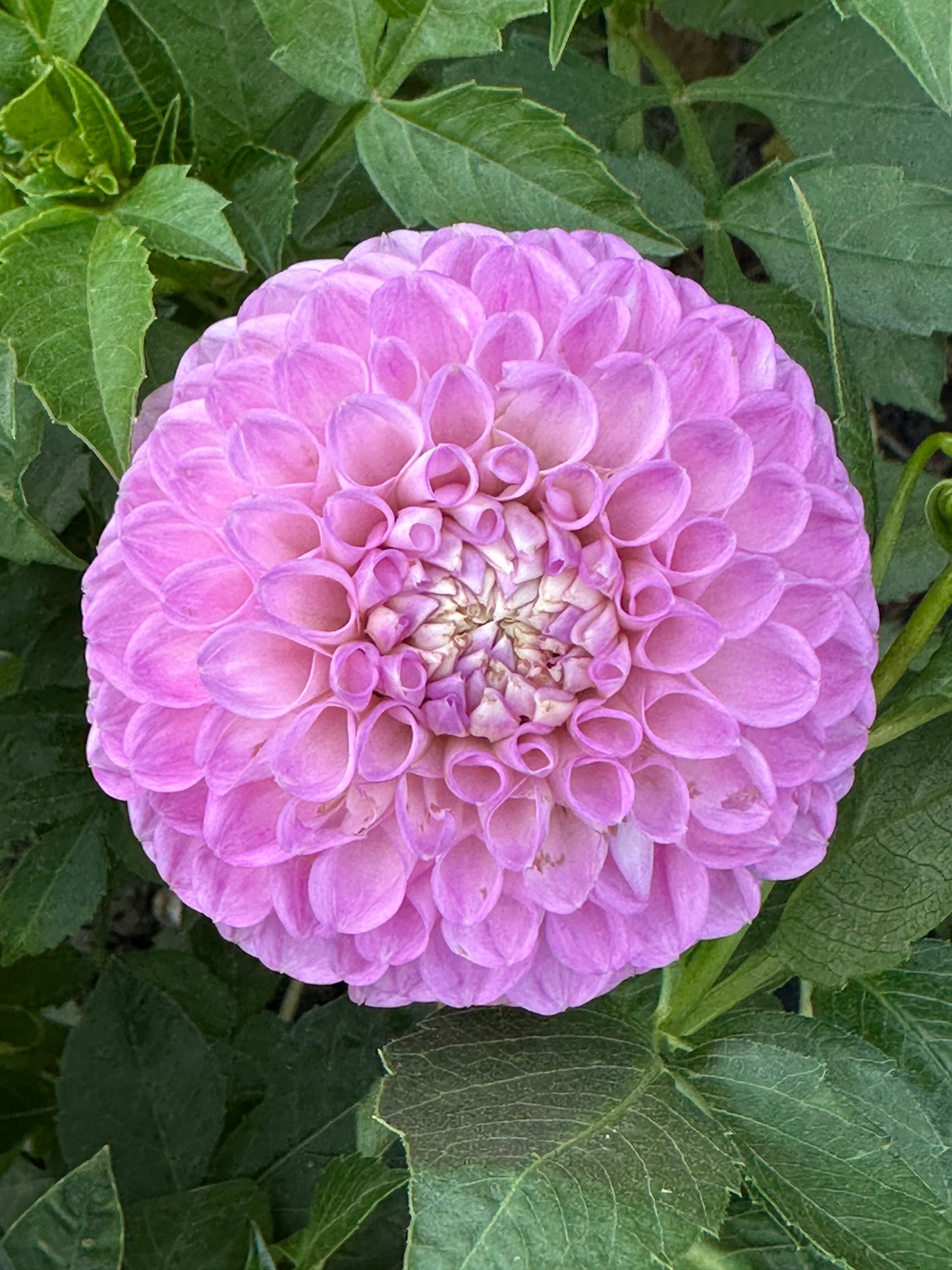 20th Ave Old Major Dahlia Tuber