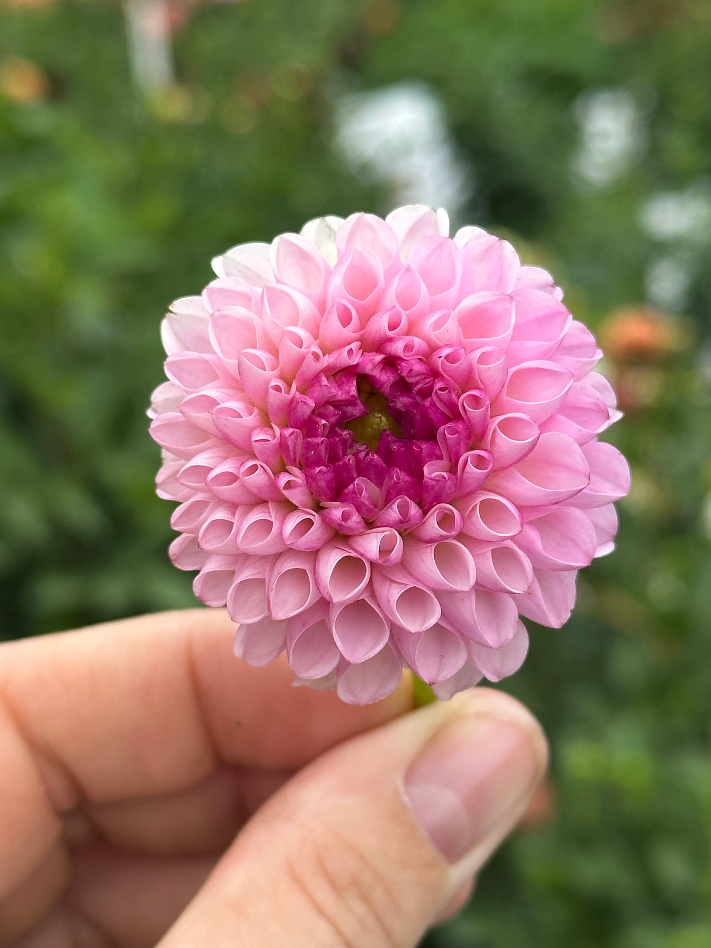 Irish Speckles Dahlia Tuber
