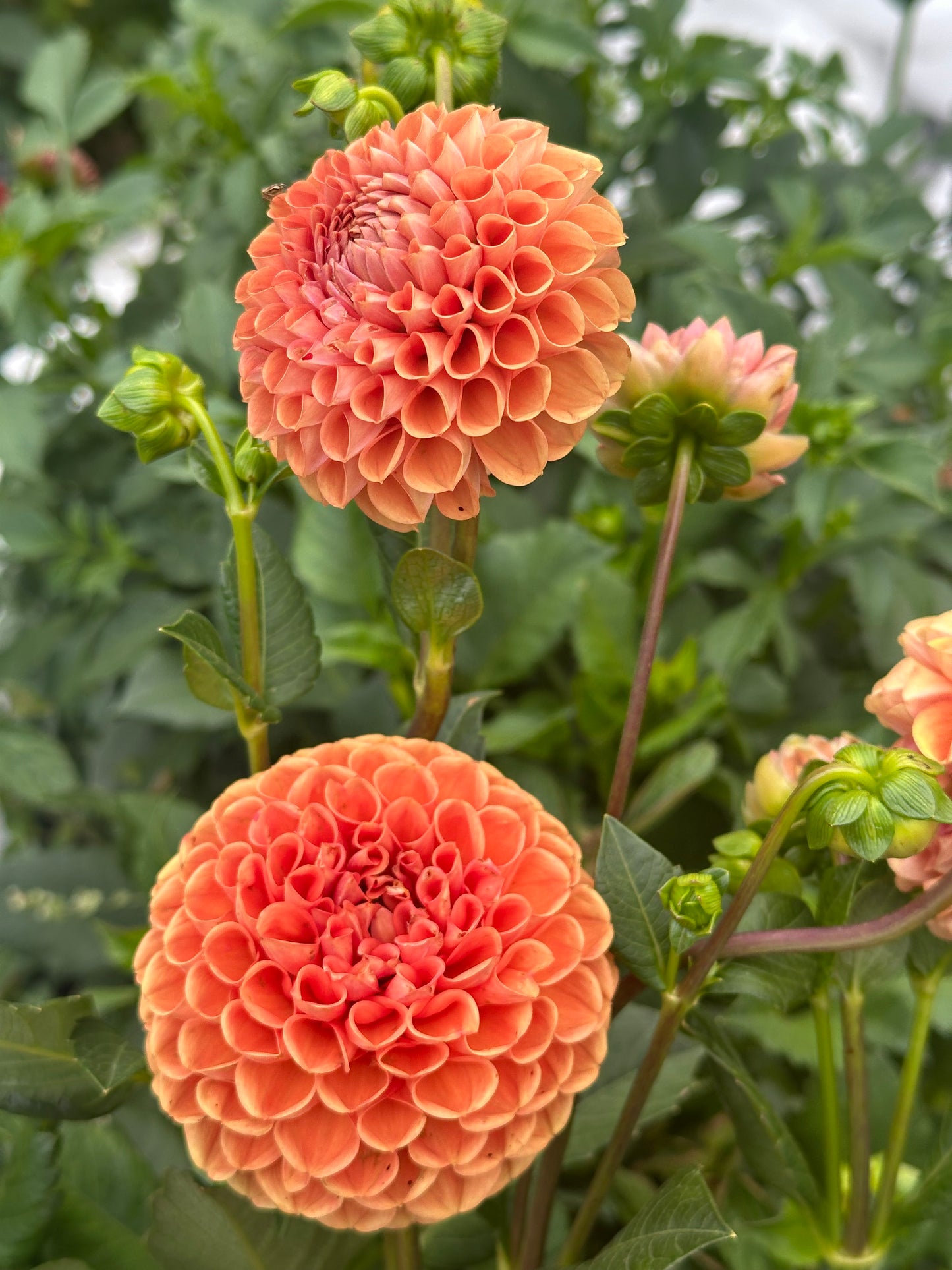 Jowey Nicky Dahlia Tuber