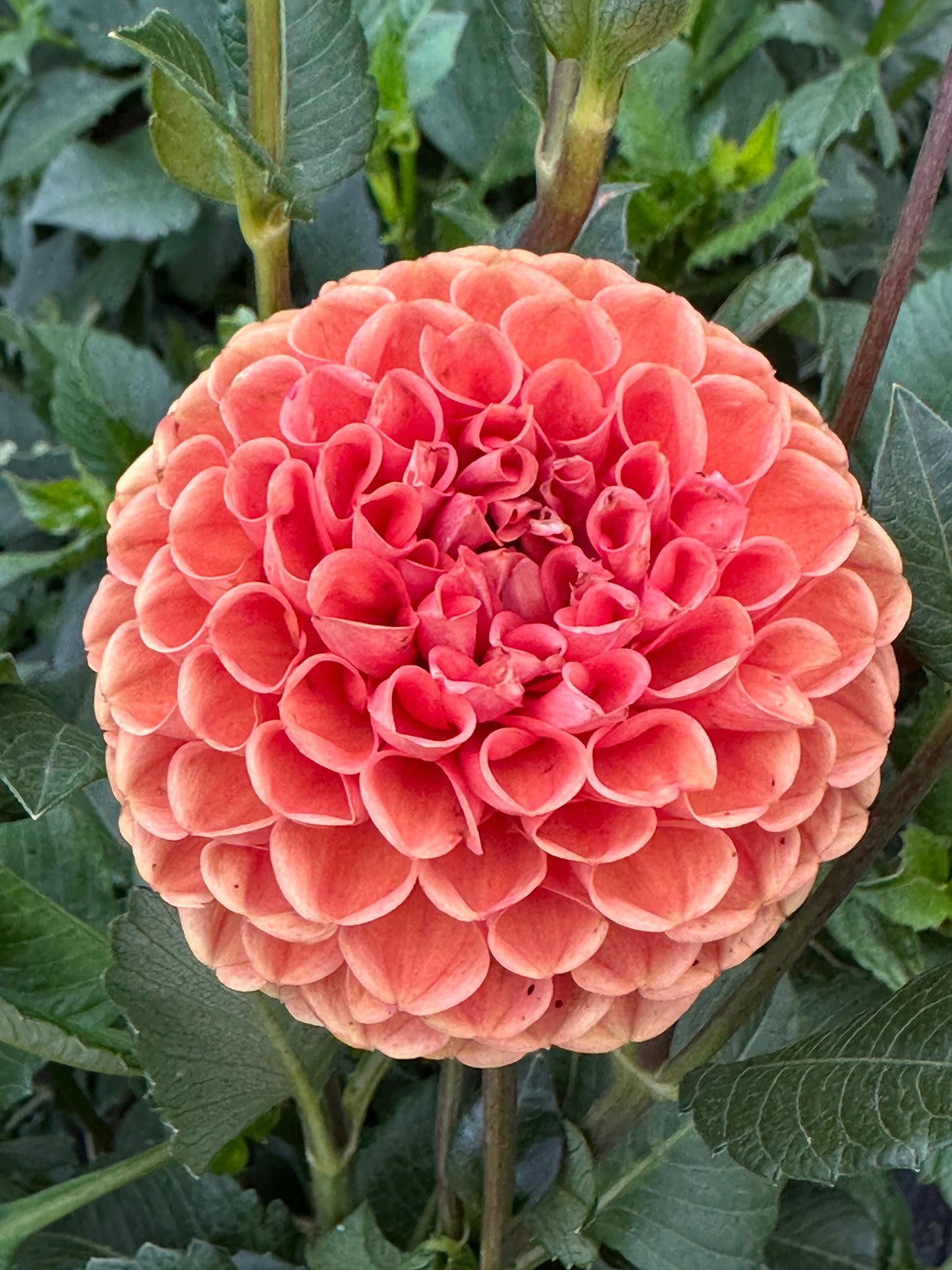 Jowey Nicky Dahlia Tuber