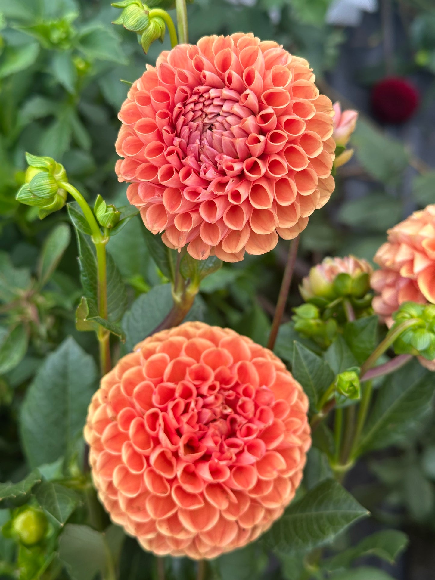 Jowey Nicky Dahlia Tuber