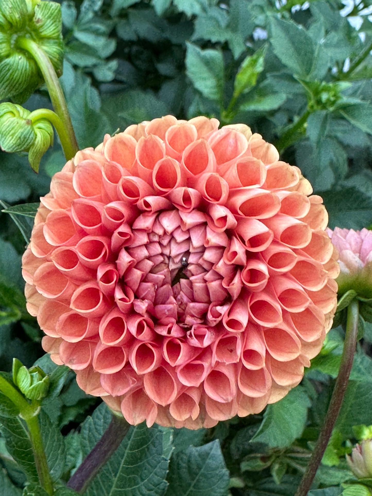 Jowey Nicky Dahlia Tuber