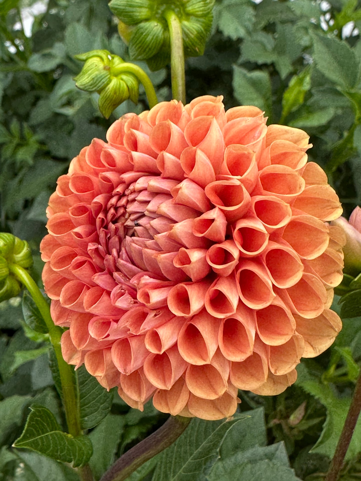 Jowey Nicky Dahlia Tuber