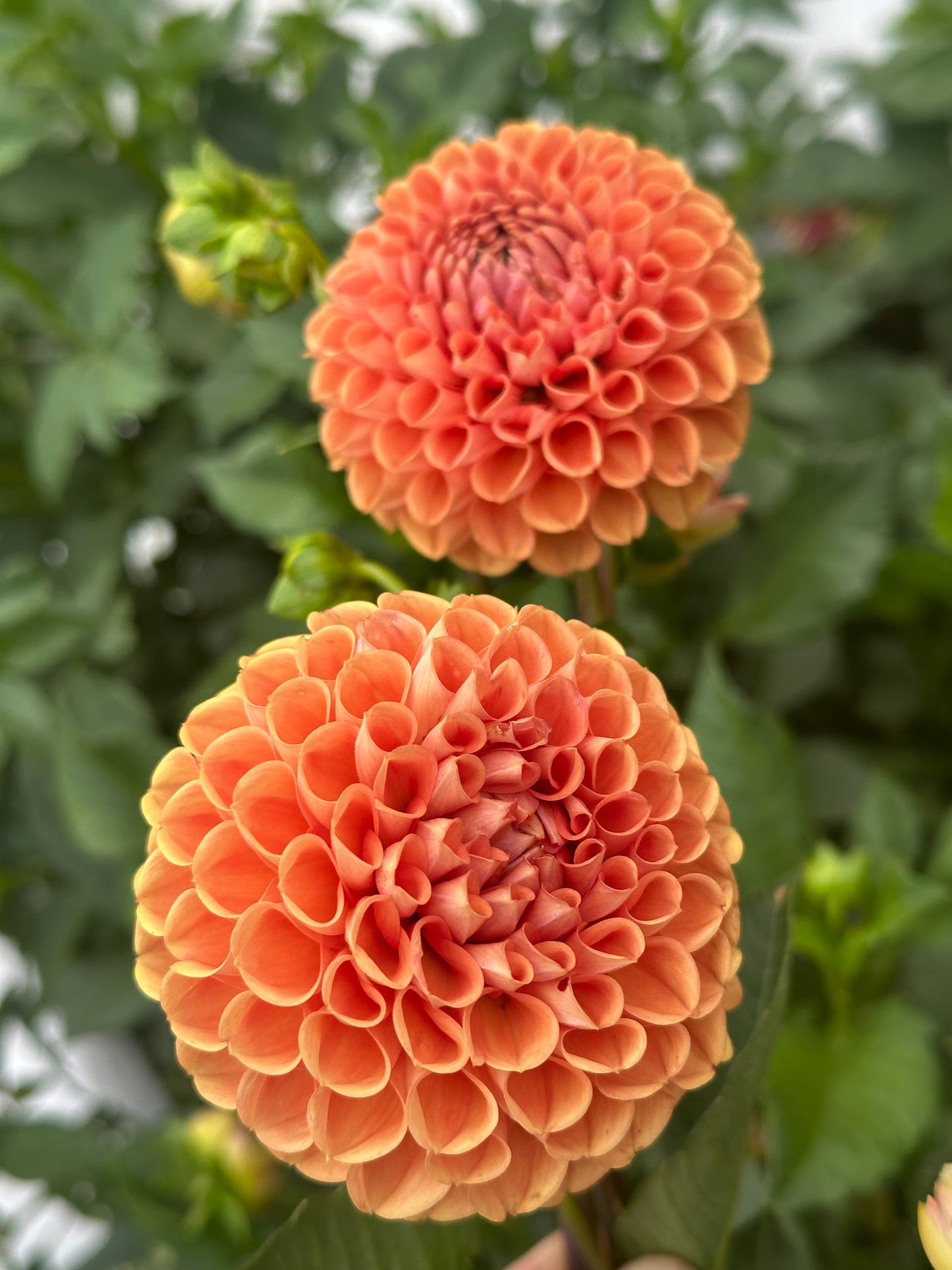 Jowey Nicky Dahlia Tuber