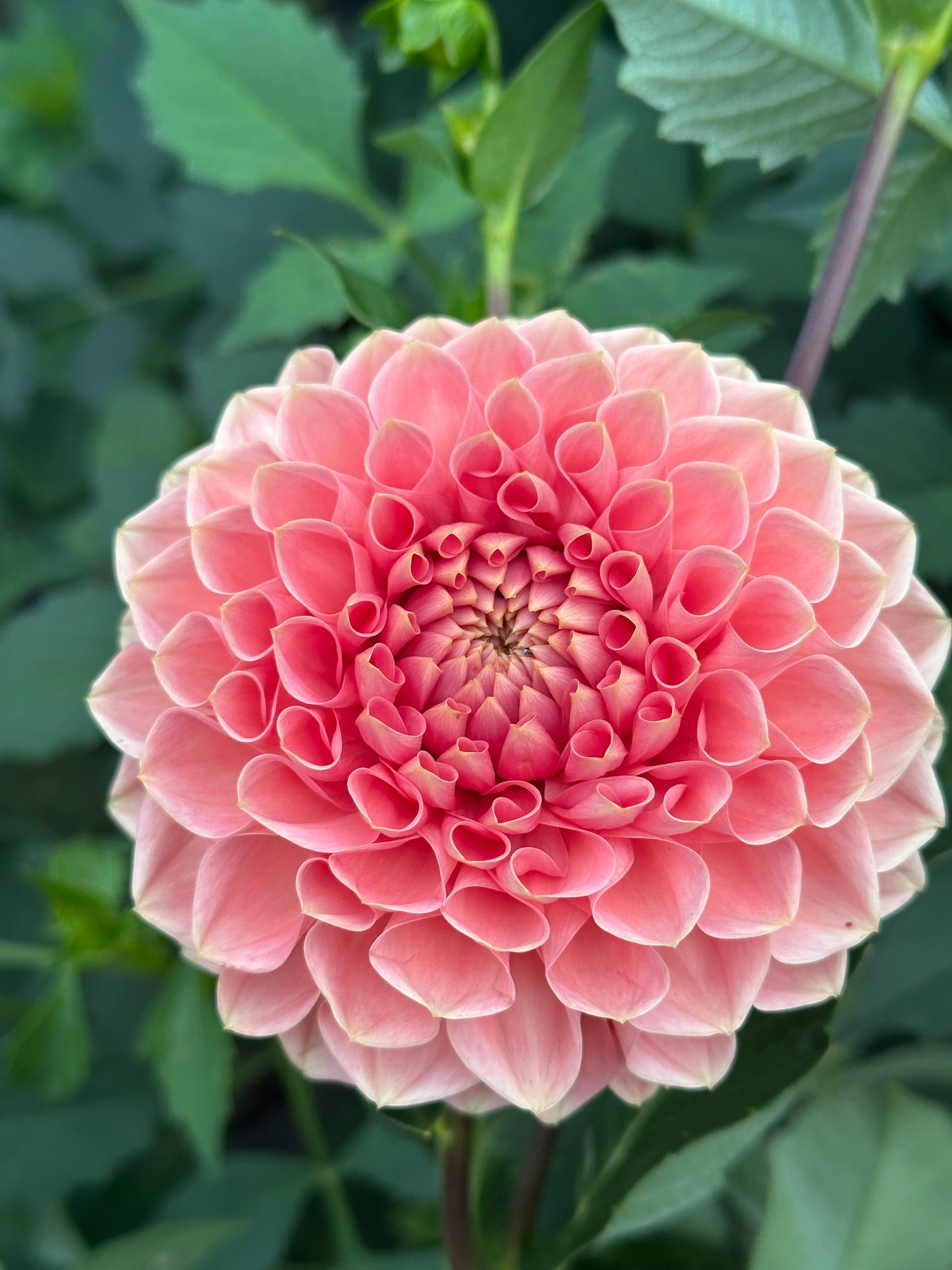 Romance Dahlia Tuber