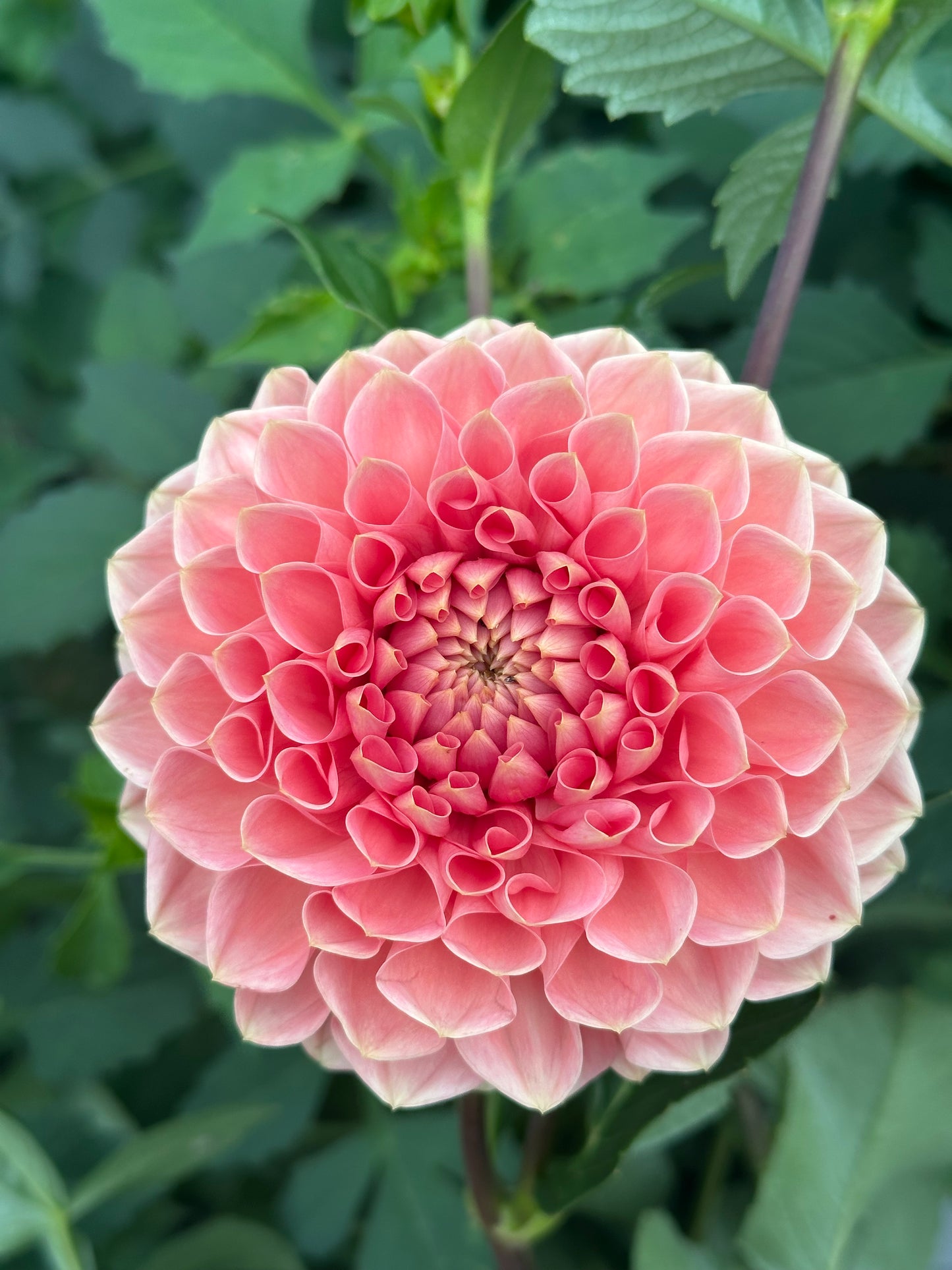 Romance Dahlia Tuber