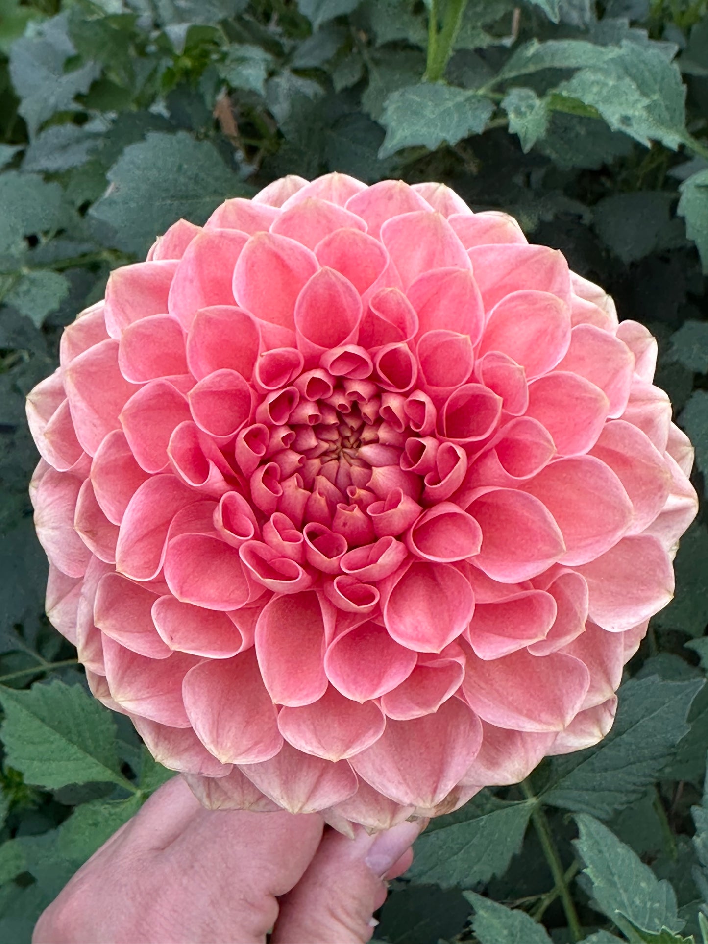 Romance Dahlia Tuber