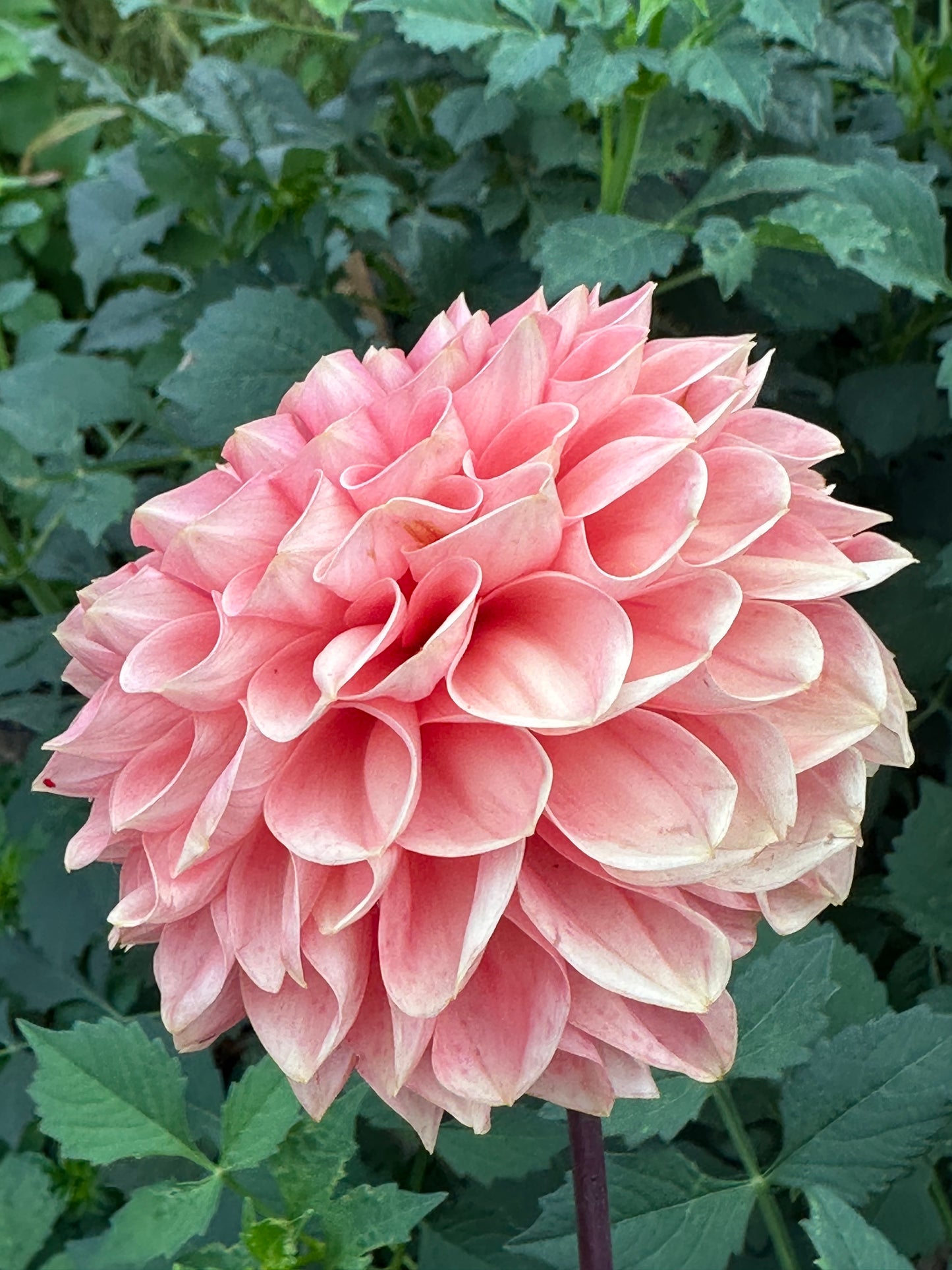 Romance Dahlia Tuber