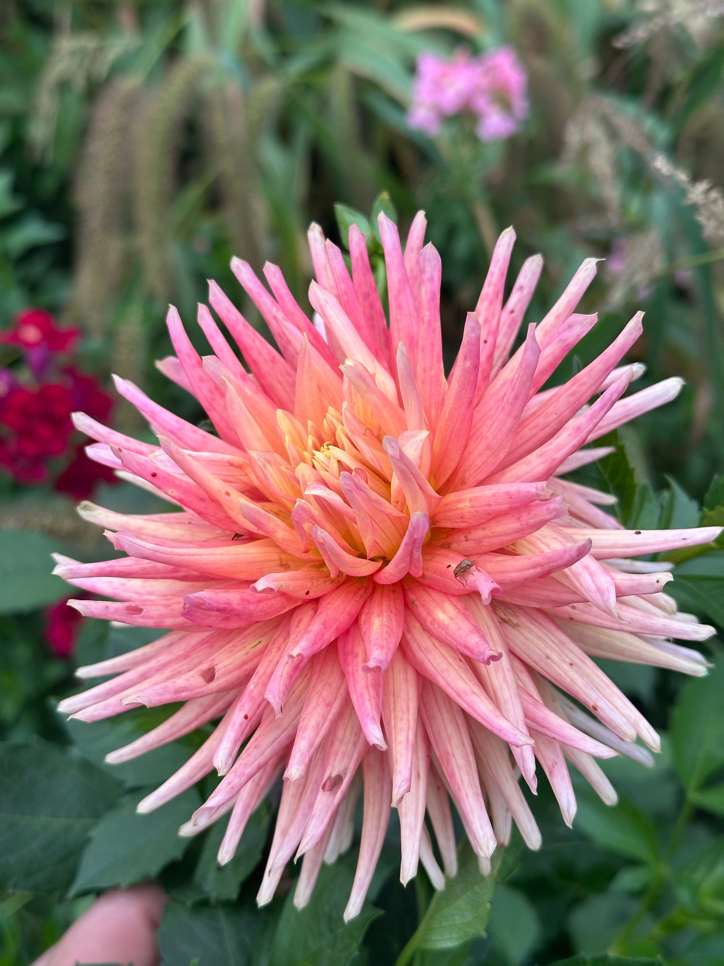 Hollyhill Peachy Keen Dahlia Tuber