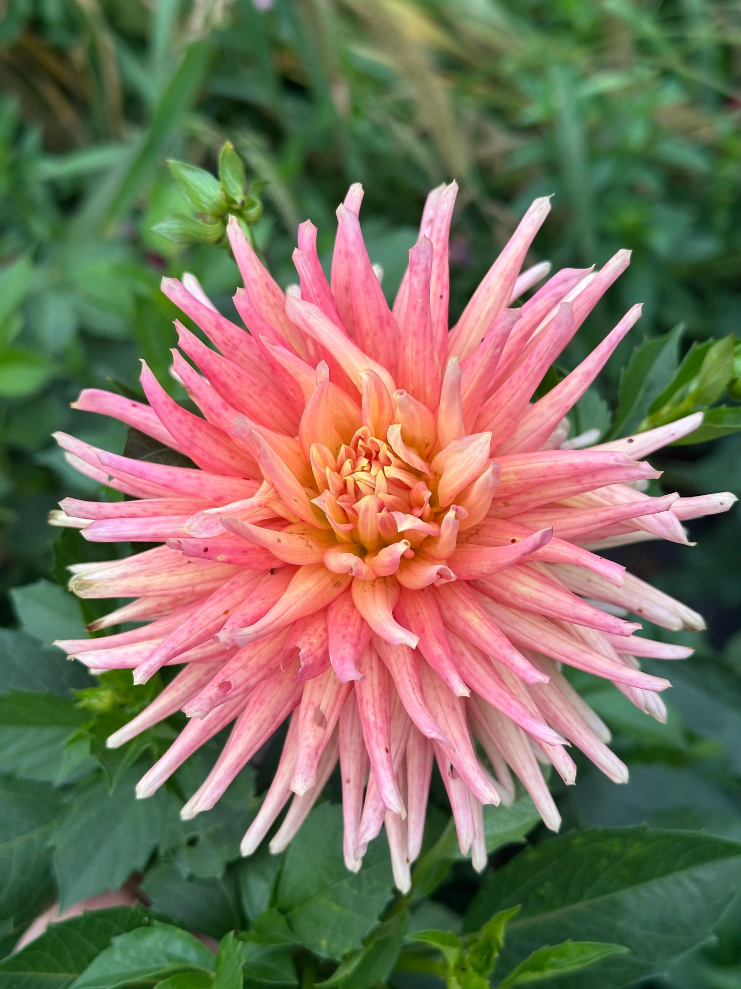 Hollyhill Peachy Keen Dahlia Tuber