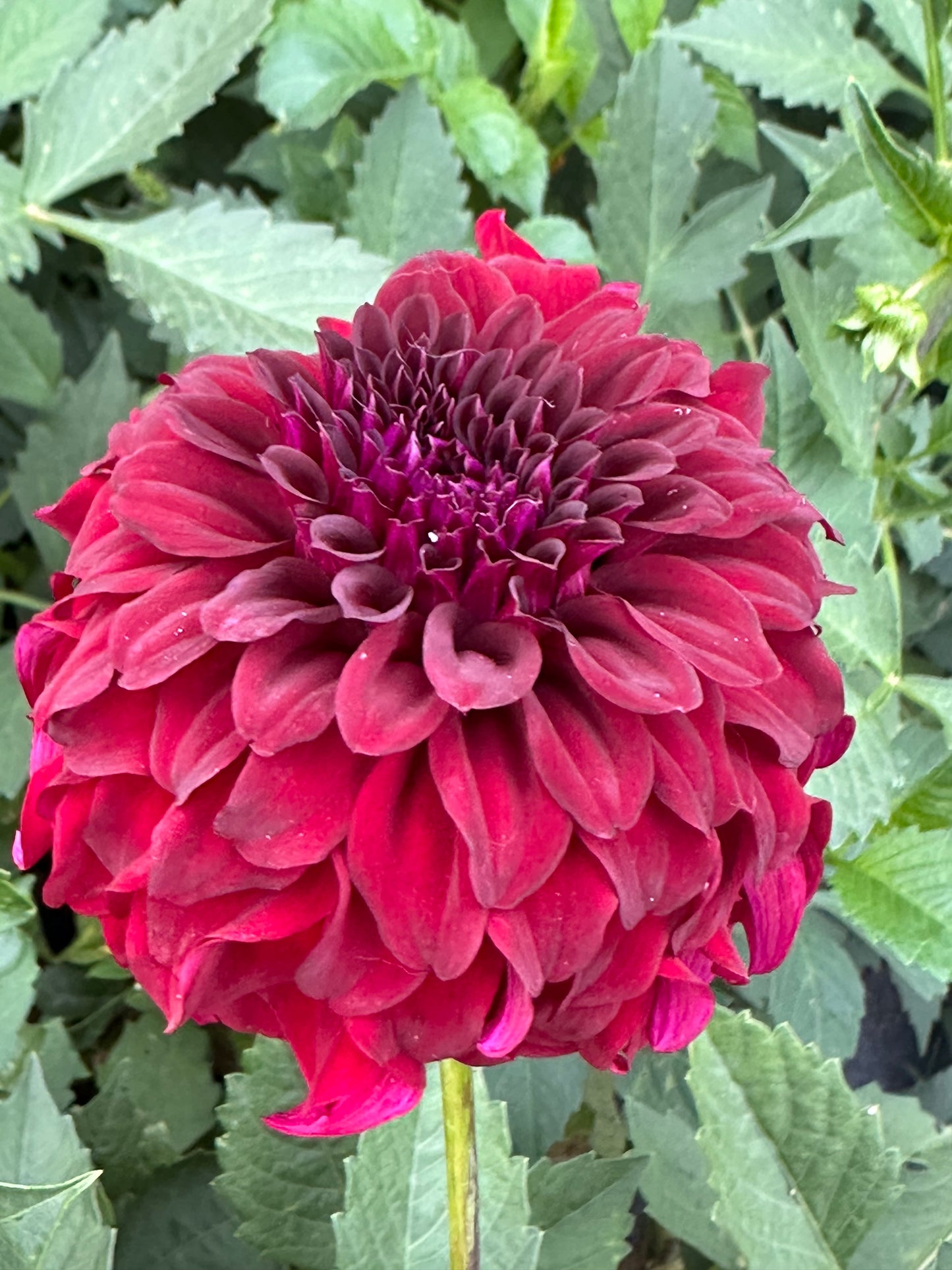 River's Penelope Dahlia Tuber