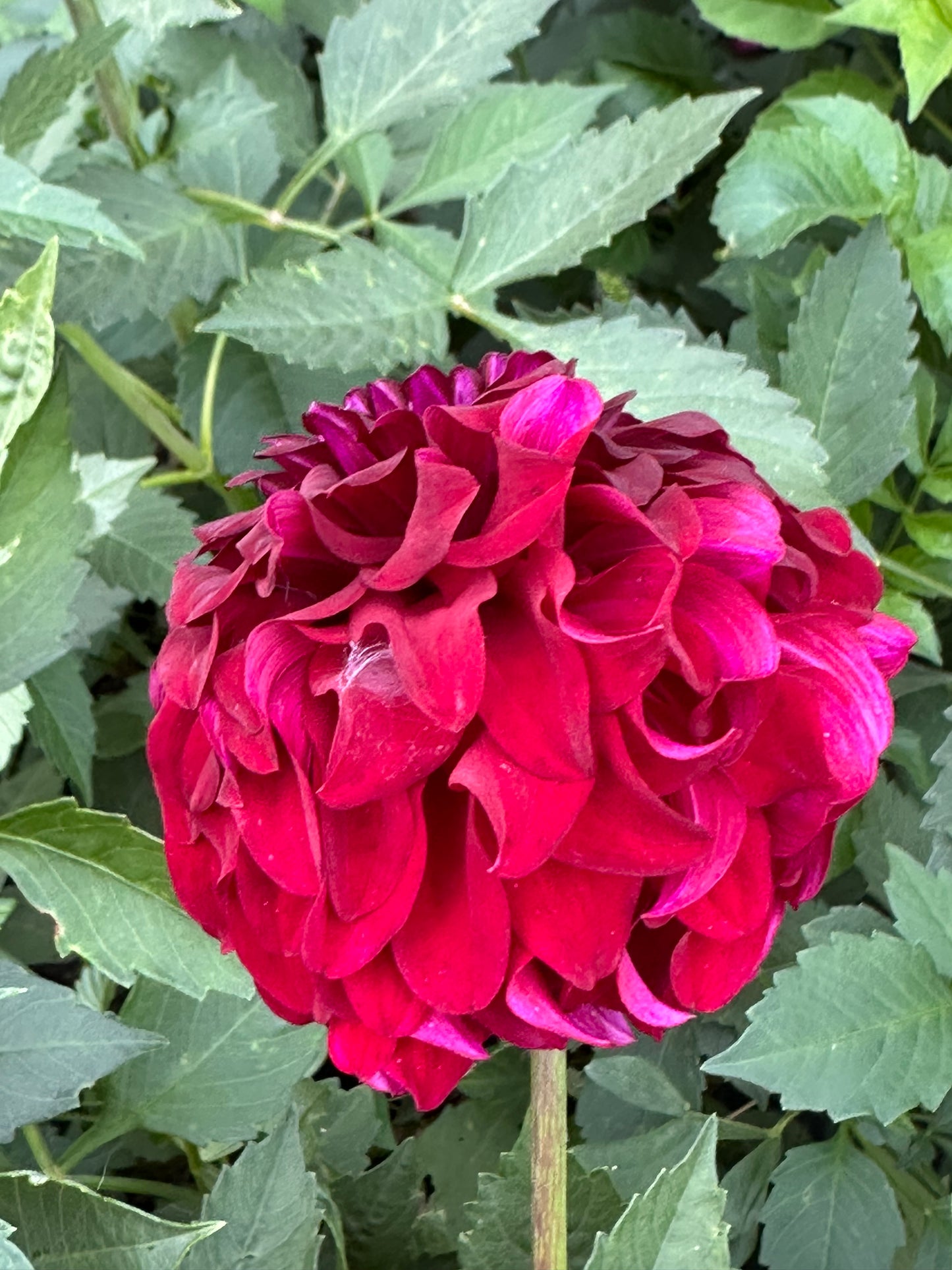 River's Penelope Dahlia Tuber